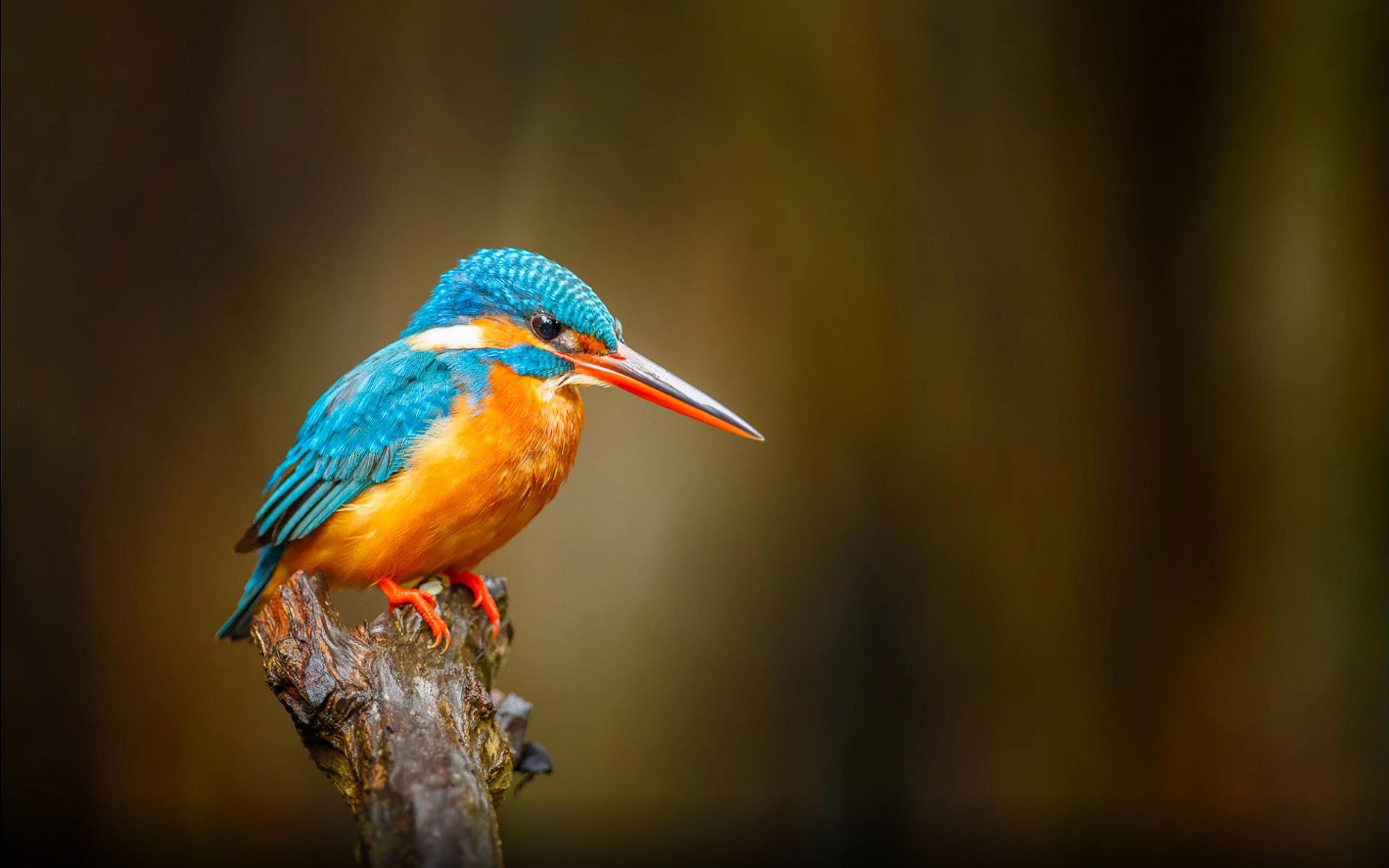 3840x2400 Common Kingfisher Orange Blue Bird River Bentota In Sri Lanka