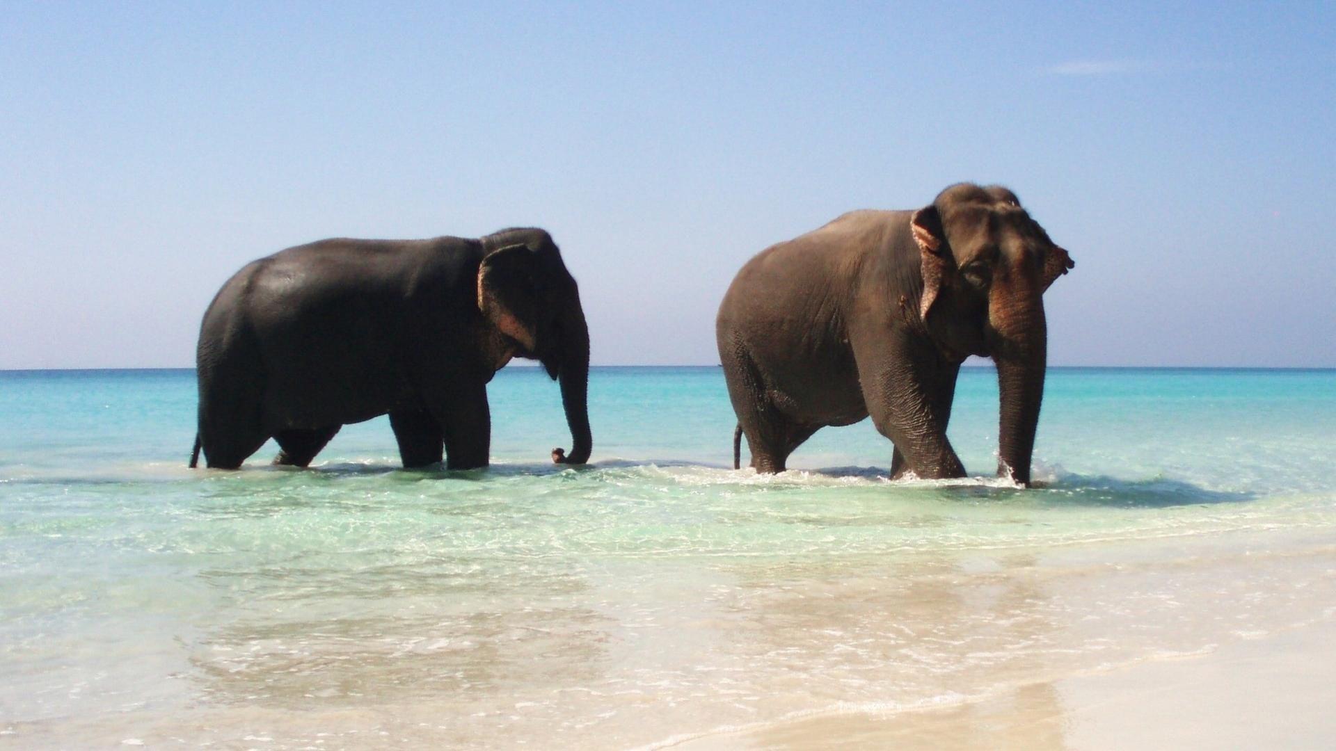 1920x1080 Elephant Wallpaper