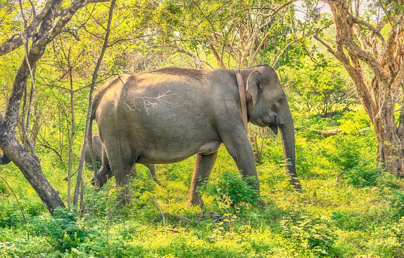 1332x850 Wallpaper greens, forest, grass, the sun, trees, elephants