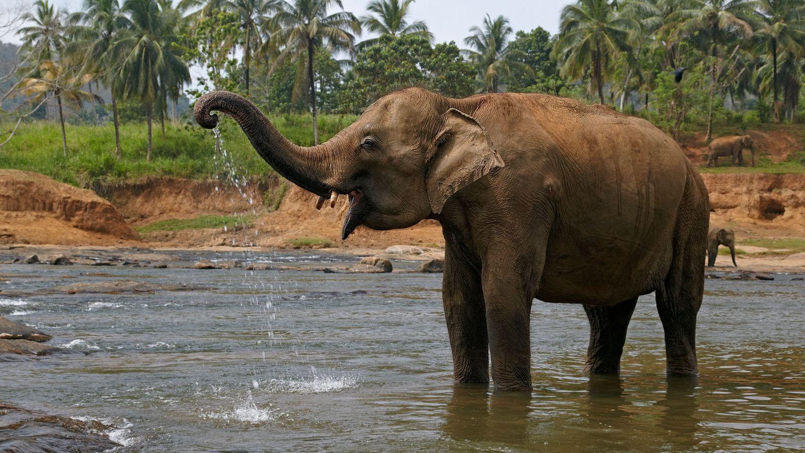 1600x900 Free download Indian elephant c Sri Lanka [1800x1200]