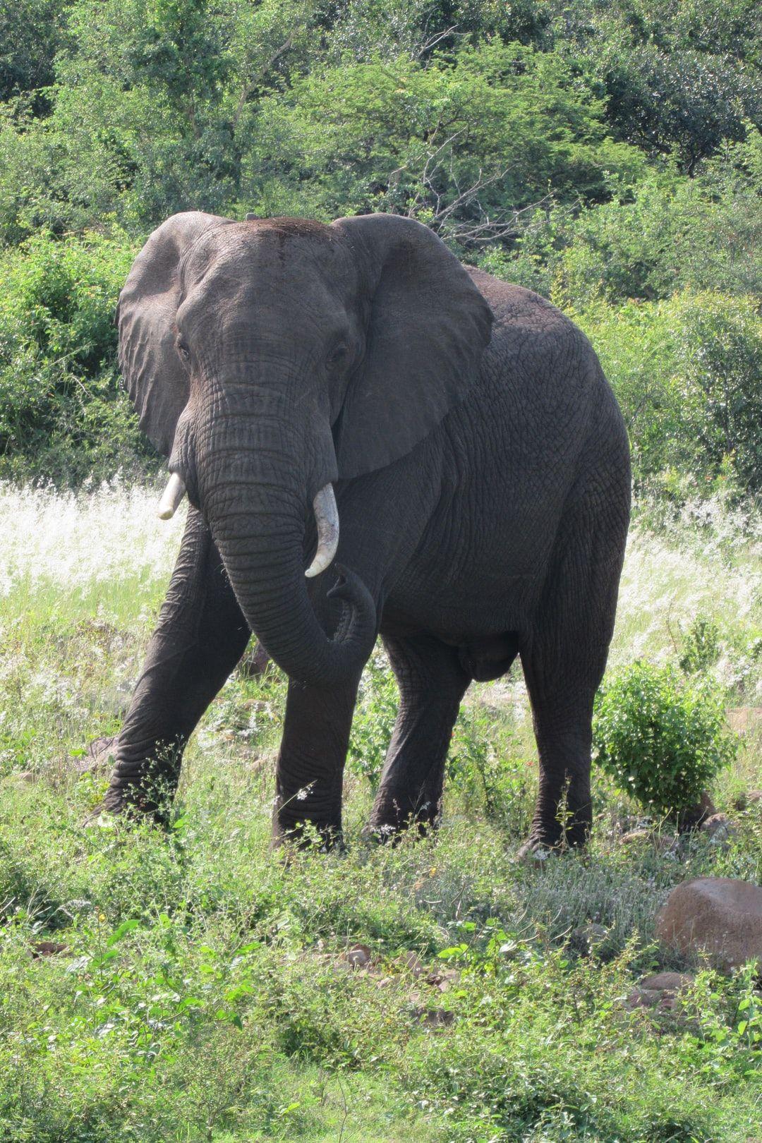 1080x1620 Sri Lankan Elephant Picture. Download Free Image