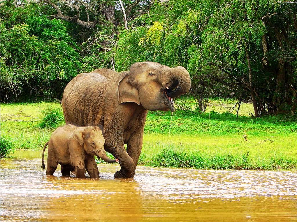 1024x768 Sri Lanka Tour Package + Flights Day Sri Lanka Tour, Kandy