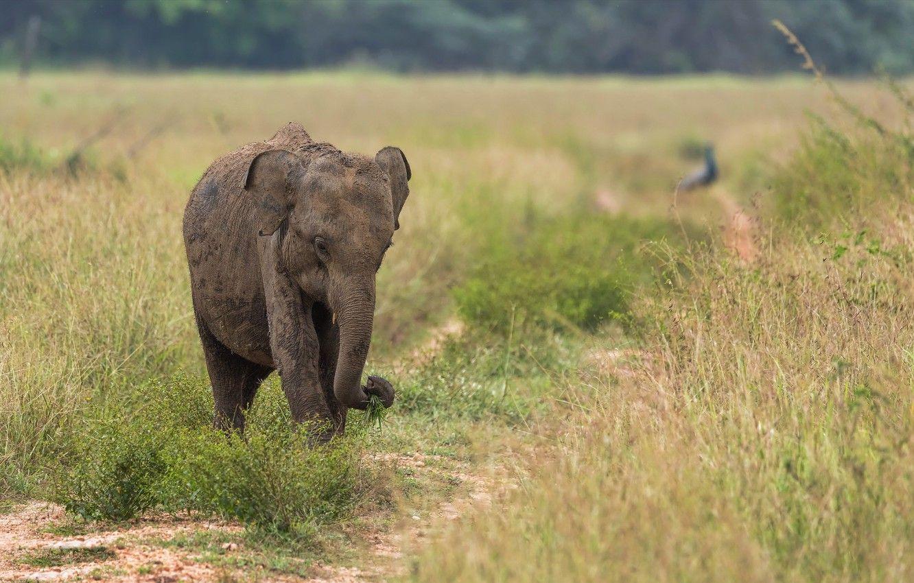 1332x850 Wallpaper nature, elephant, Sri Lanka image for desktop, section