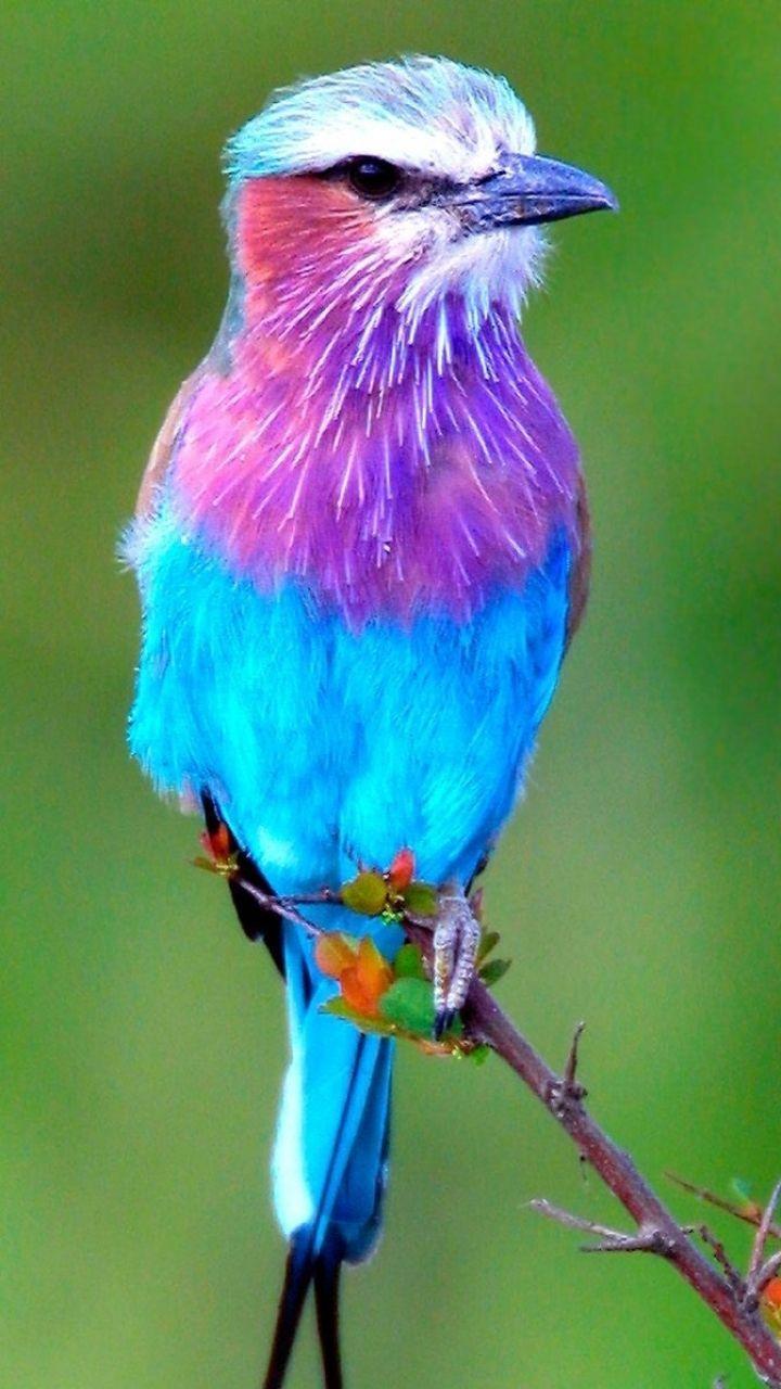 Bird old mobile cell phone smartphone wallpapers hd desktop backgrounds  240x320 images and pictures