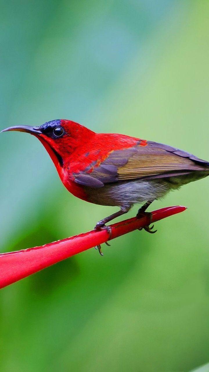 720x1280 Bird Wallpaper For Phone