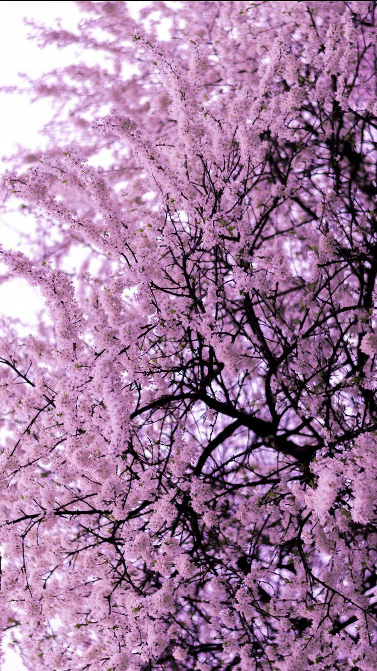 750x1334 Trees Blooming Wallpaper Phone.com PRINTABLES