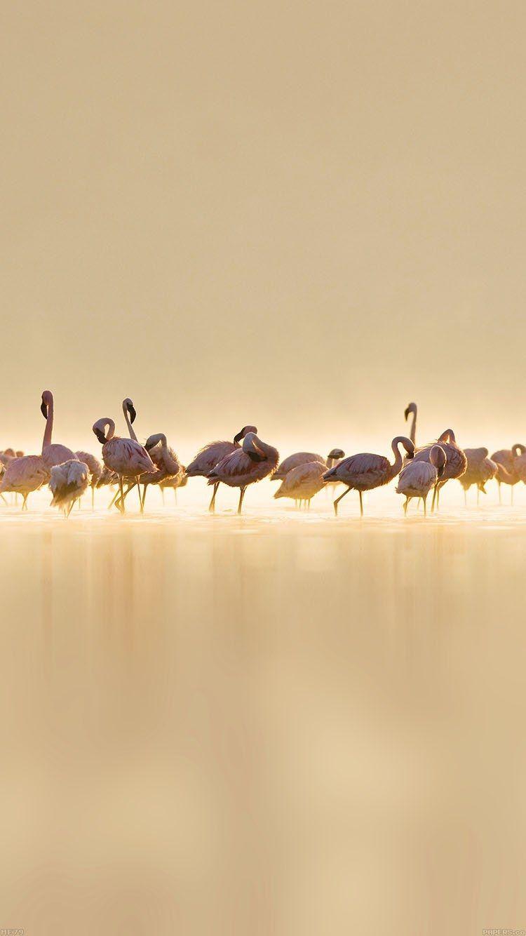 750x1334 Flamingos Peace Animal Nature Birds Free Download Wallpaper for Phone