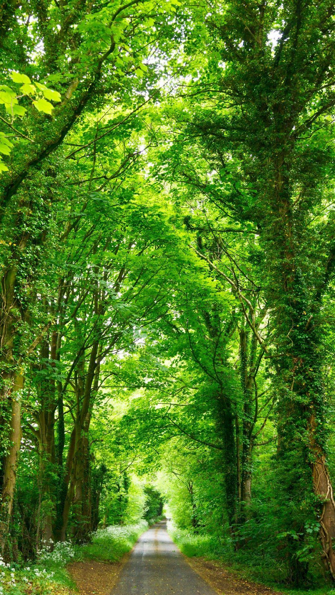 1080x1920 Deep Green Trees Phone Wallpaper Lockscreen HD 4K Android iOS. Nature picture, Beautiful landscapes, Nature image