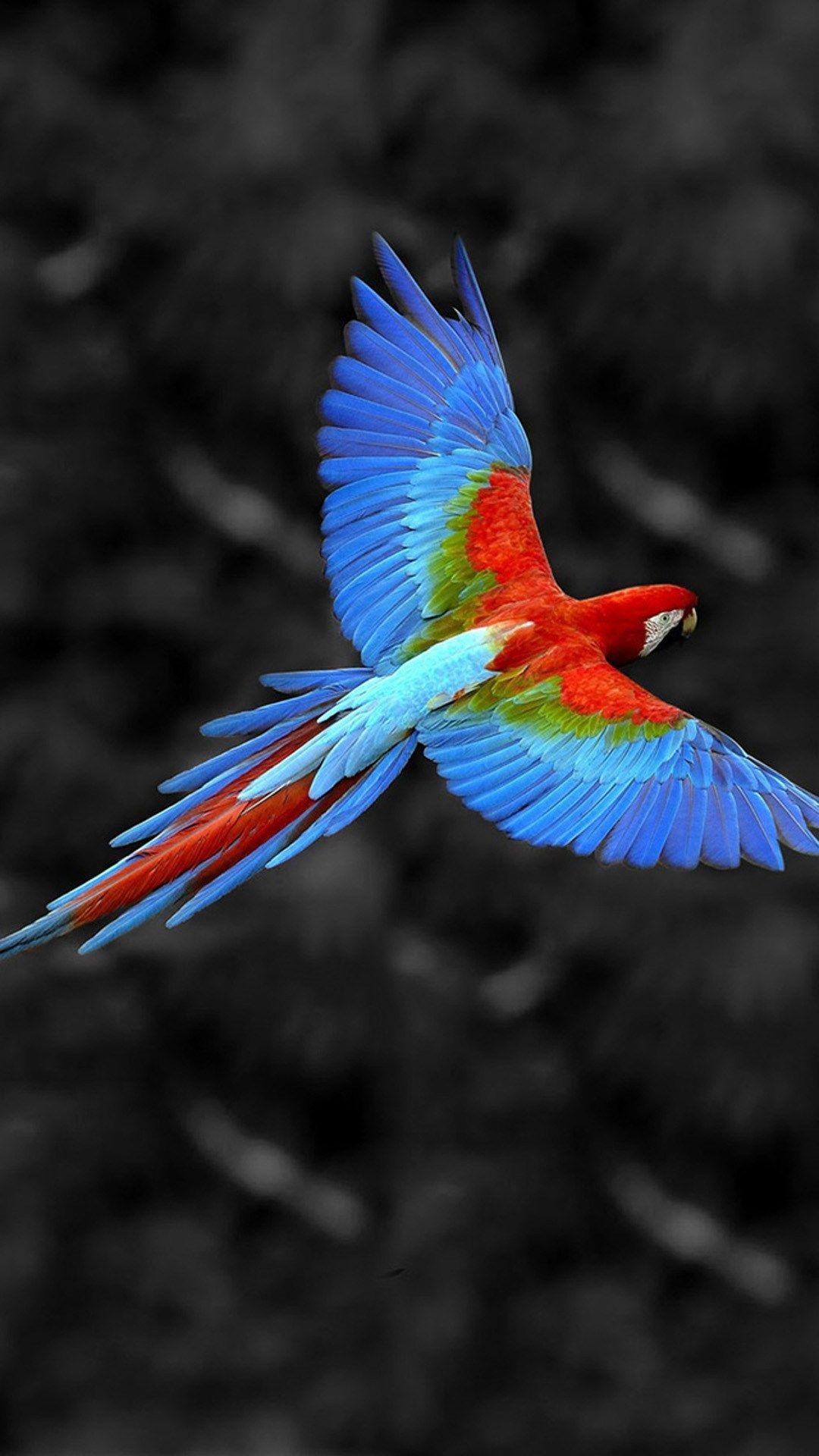 1080x1920 Mobile Wallpaper is a one stop solution for all your mobile needs