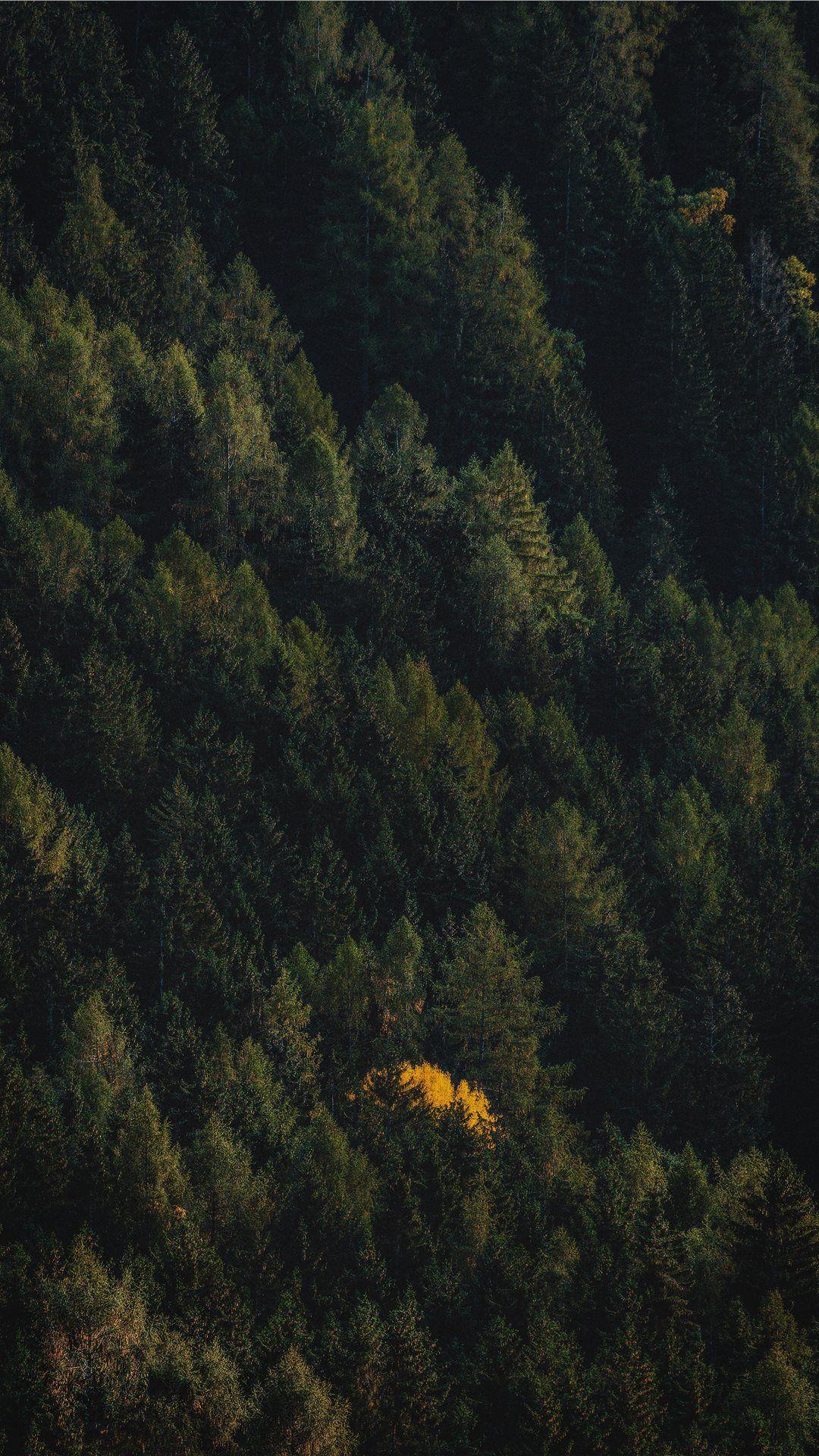 1080x1920 Black Tree Phone Wallpaper Kecbio