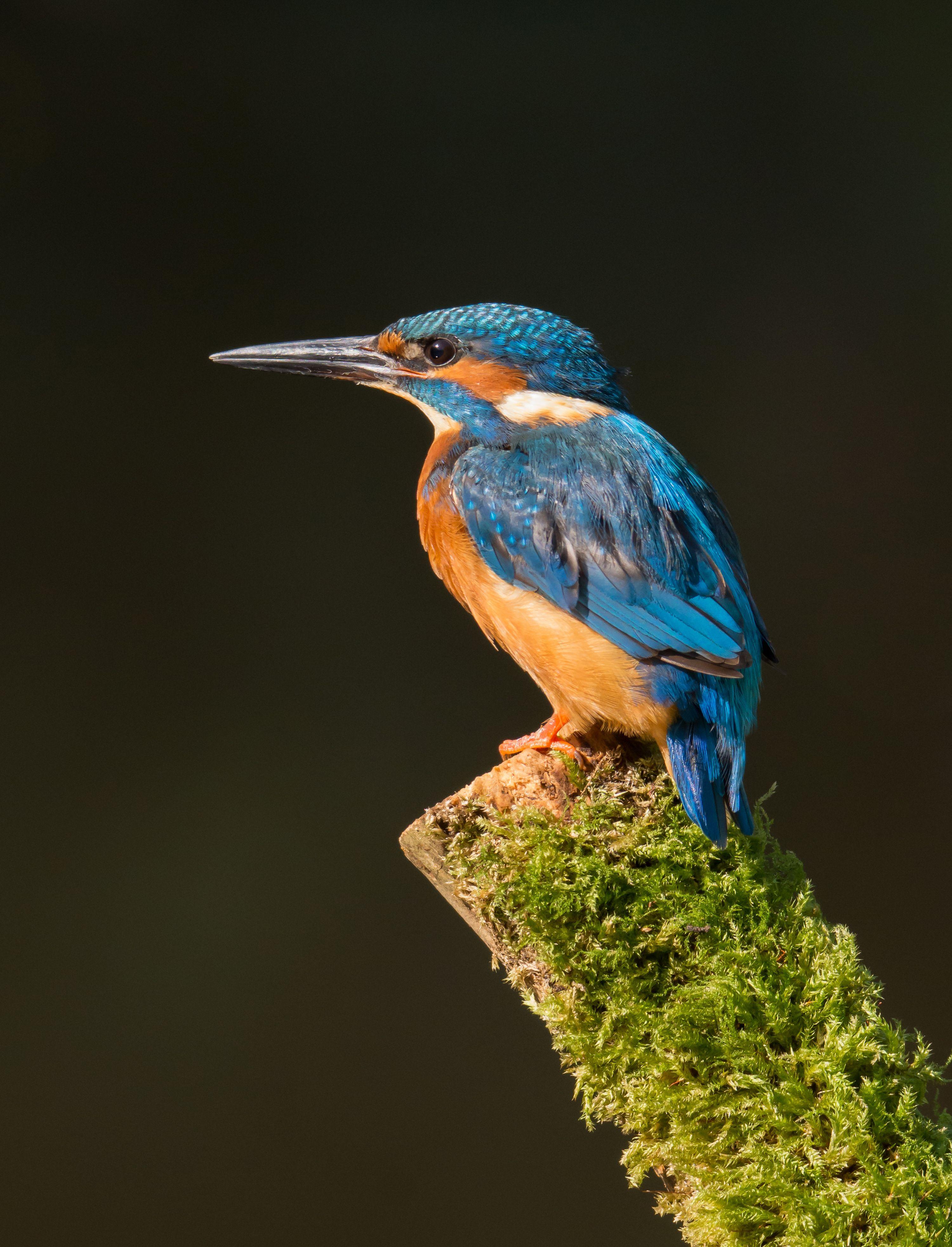 3000x3930 Desktop Wallpaper Common Kingfisher bird Animals 3000x3930