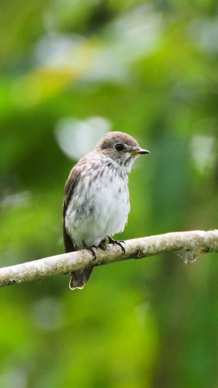 720x1280 Cute, small bird, blur, sit, 720x1280 wallpaper. Small birds