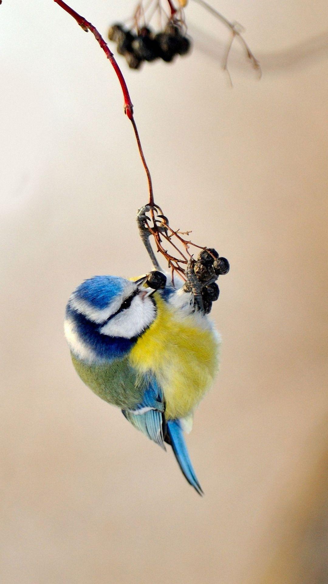 1080x1920 TEB 14: Picture Of Tit HD, 40 Best Wallpaper