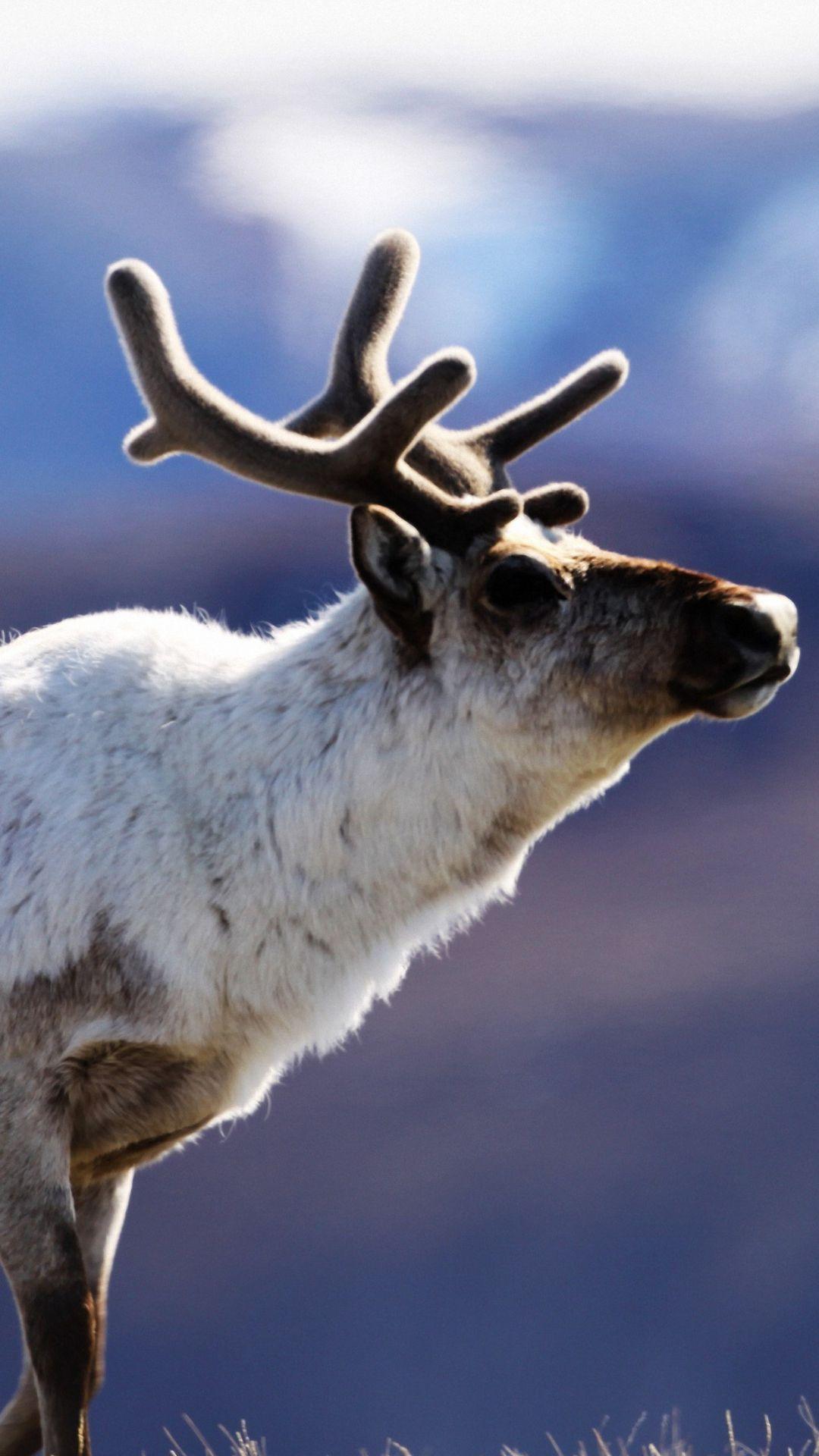 1080x1920 Reindeer Wallpaper. Reindeer Wallpaper