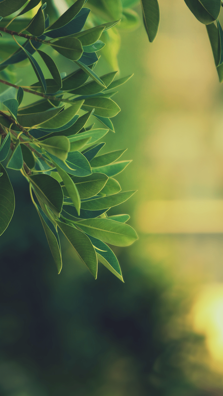 720x1280 Nature Wallpaper HD For Mobile HD Wallpaper