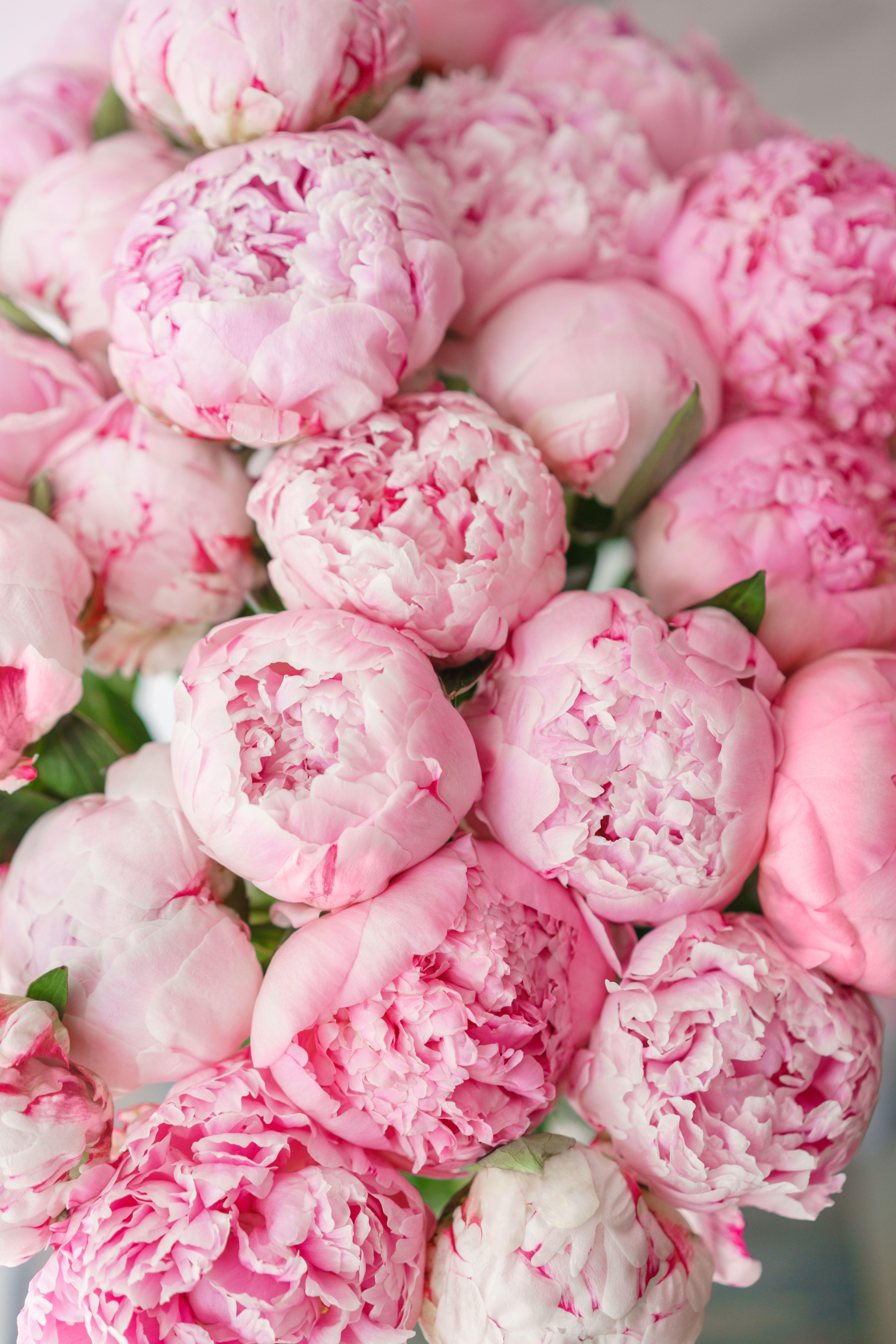 5304x7952 Pretty pink peonies. Flowers, Pretty flowers, Pink peonies