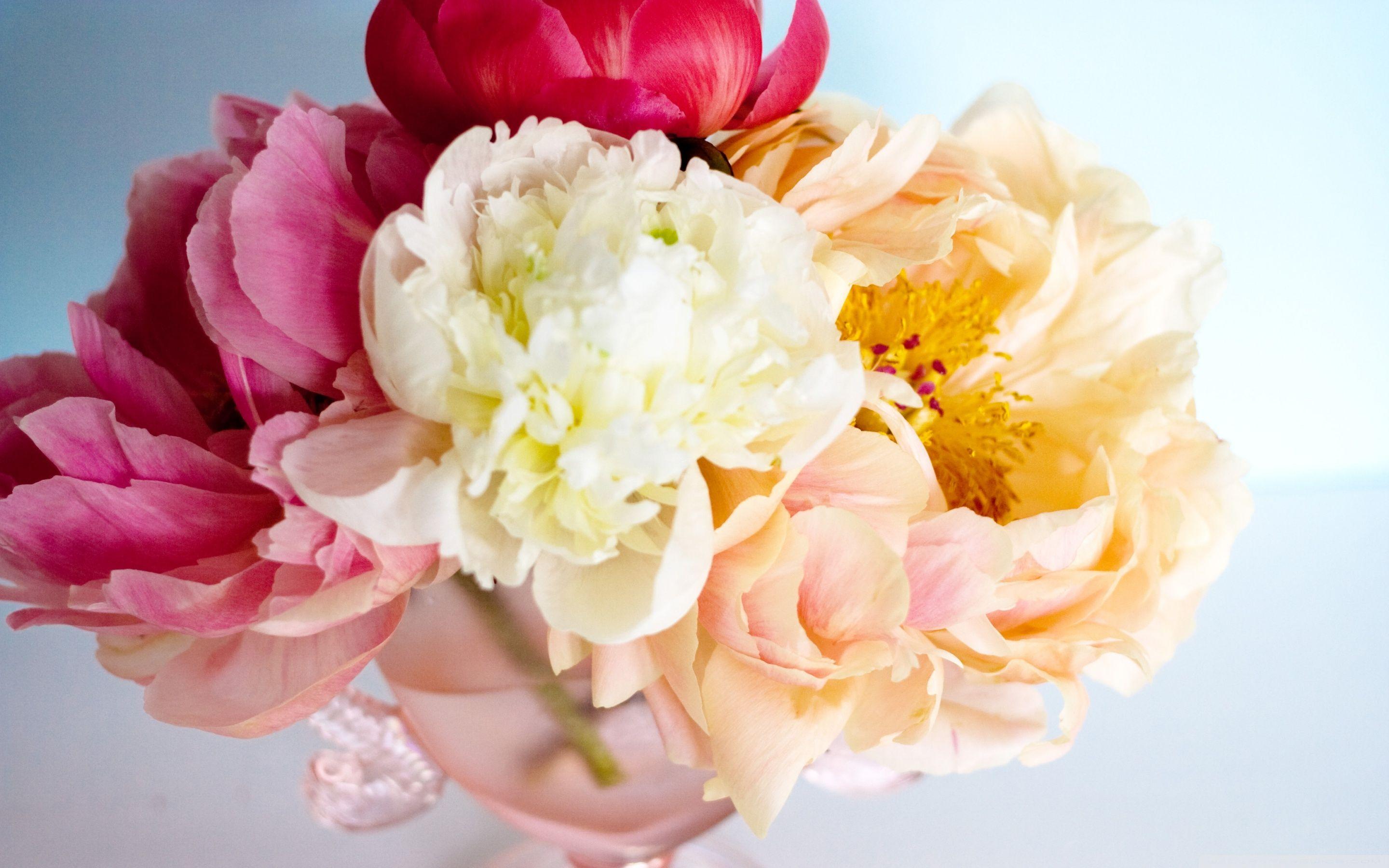 2880x1800 Peony Bouquet Ultra HD Desktop Background Wallpaper for 4K UHD TV