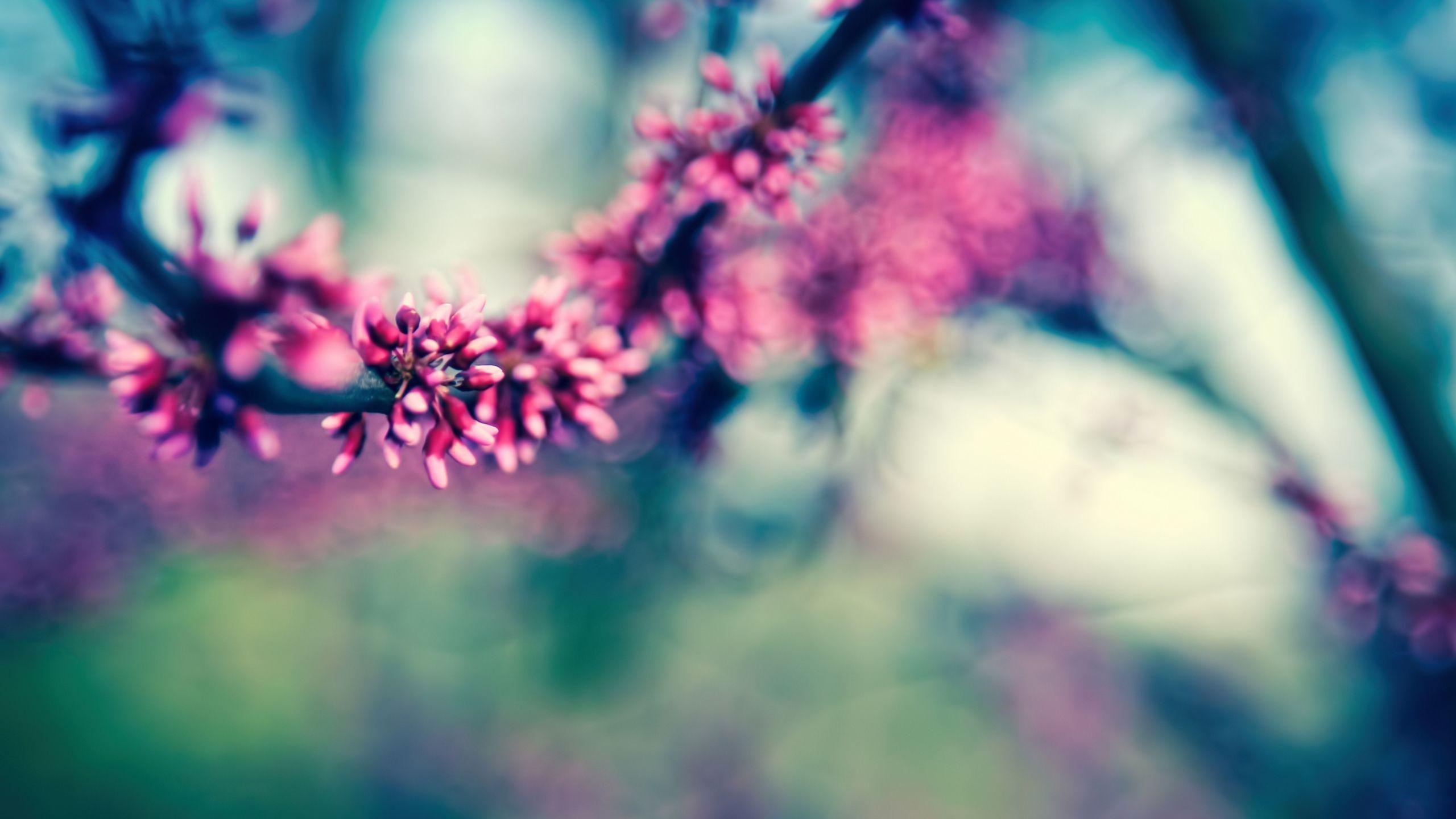 2560x1440 Beautiful Spring Colours MacBook Air Wallpaper Download