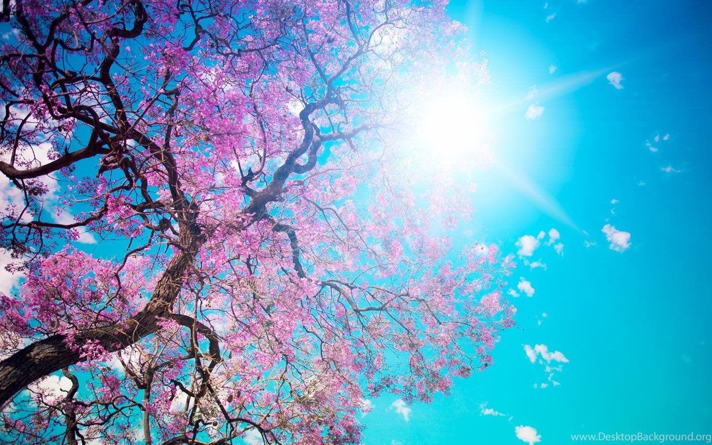 1440x900 Spring Background Wallpaper For PowerPoint Desktop Background