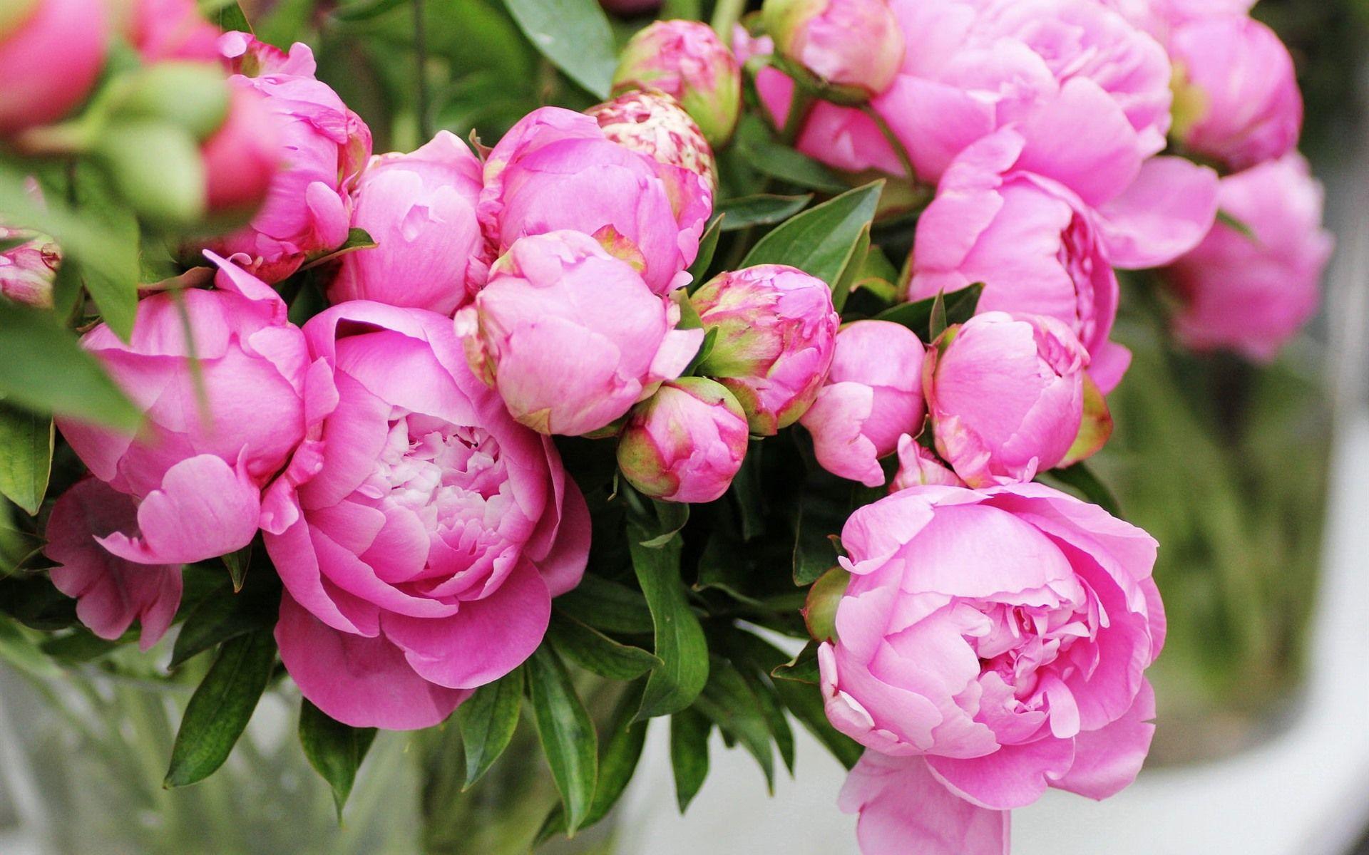 1920x1200 Wallpaper Pink peonies, bouquet, flowers 1920x1200 HD Picture, Image