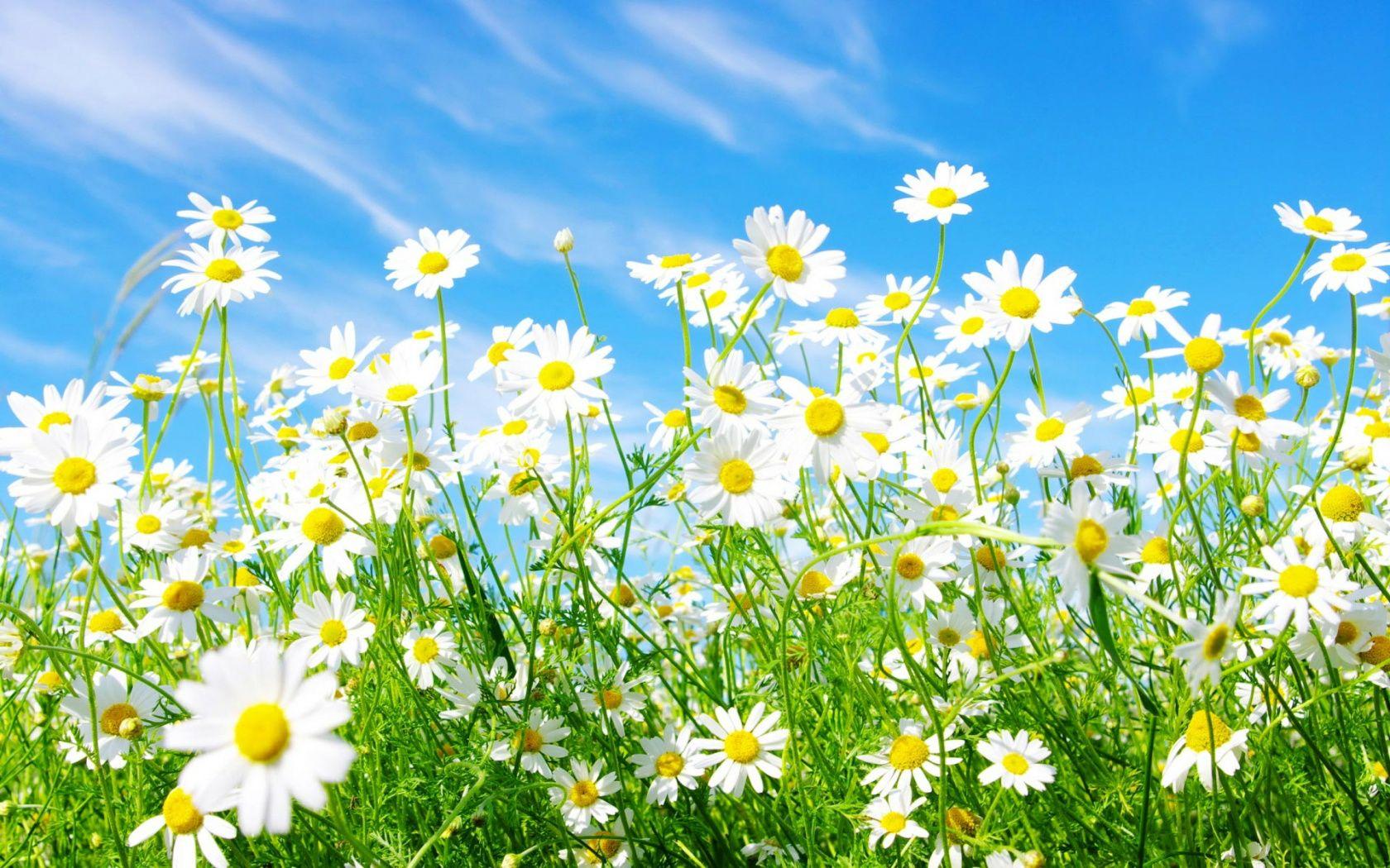 1680x1050 Spring Background wallpaperx1050