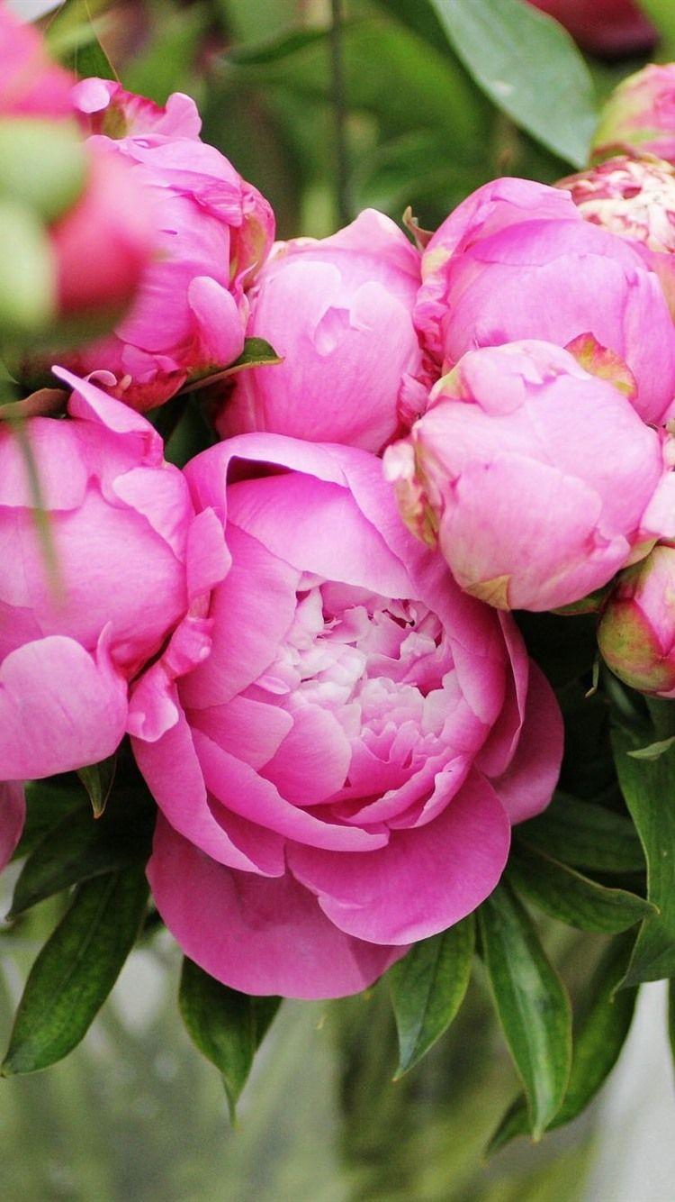 750x1334 Pink Peonies, Bouquet, Flowers 750x1334 IPhone 8 7 6 6S Wallpaper