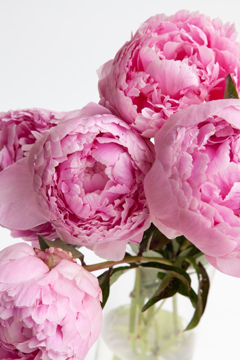 Pink Peonies Flower Wallpapers Top Free Pink Peonies Flower Backgrounds WallpaperAccess