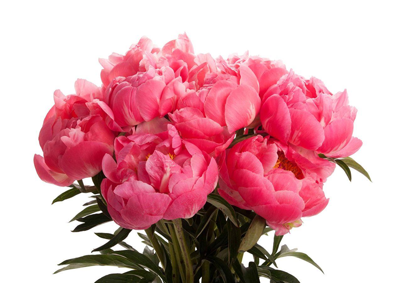 1280x901 Wallpaper Coral bouquet Pink color Flowers Peonies White background