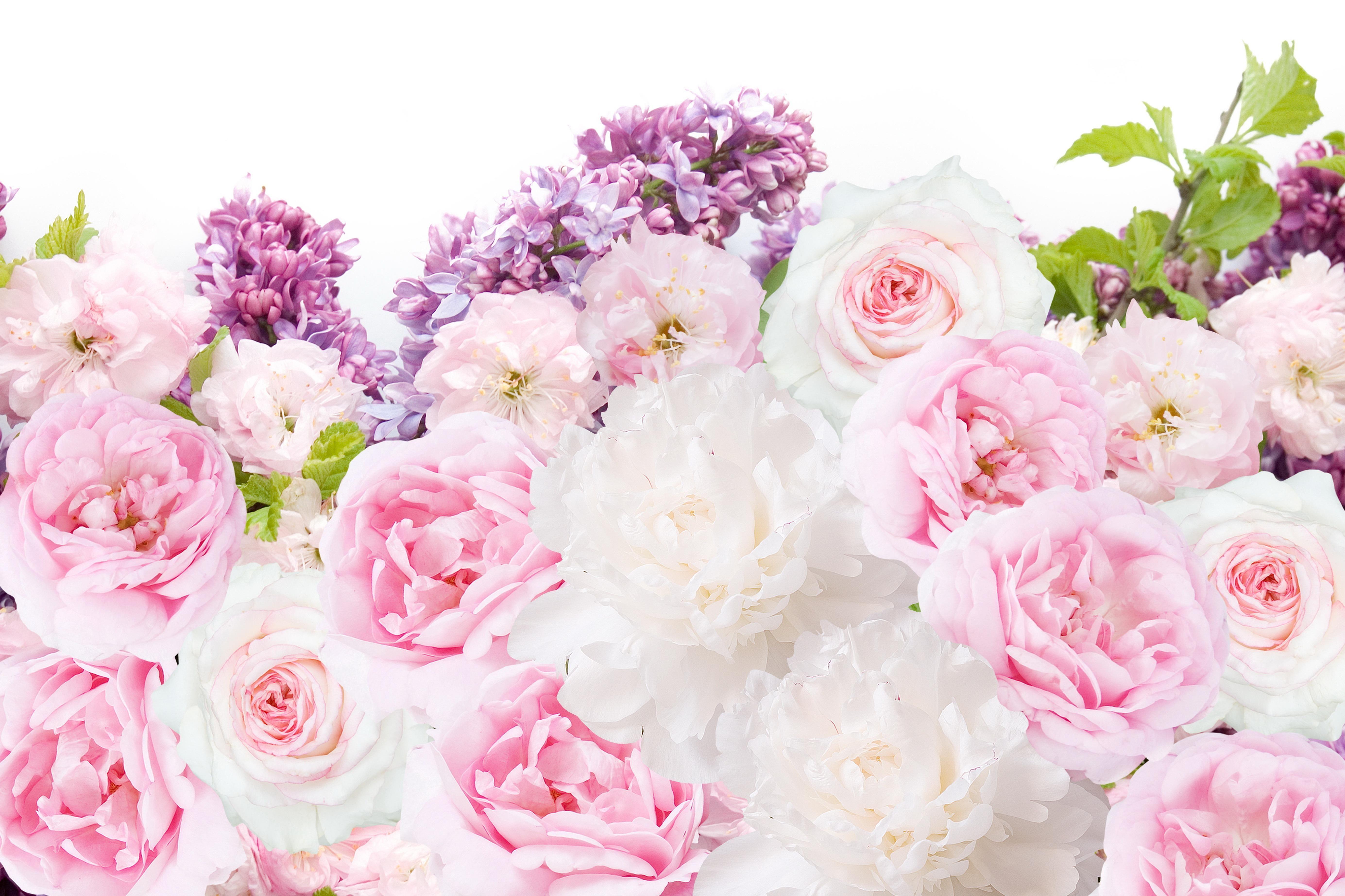5538x3691 Pink Peonies Flowers Wallpaper