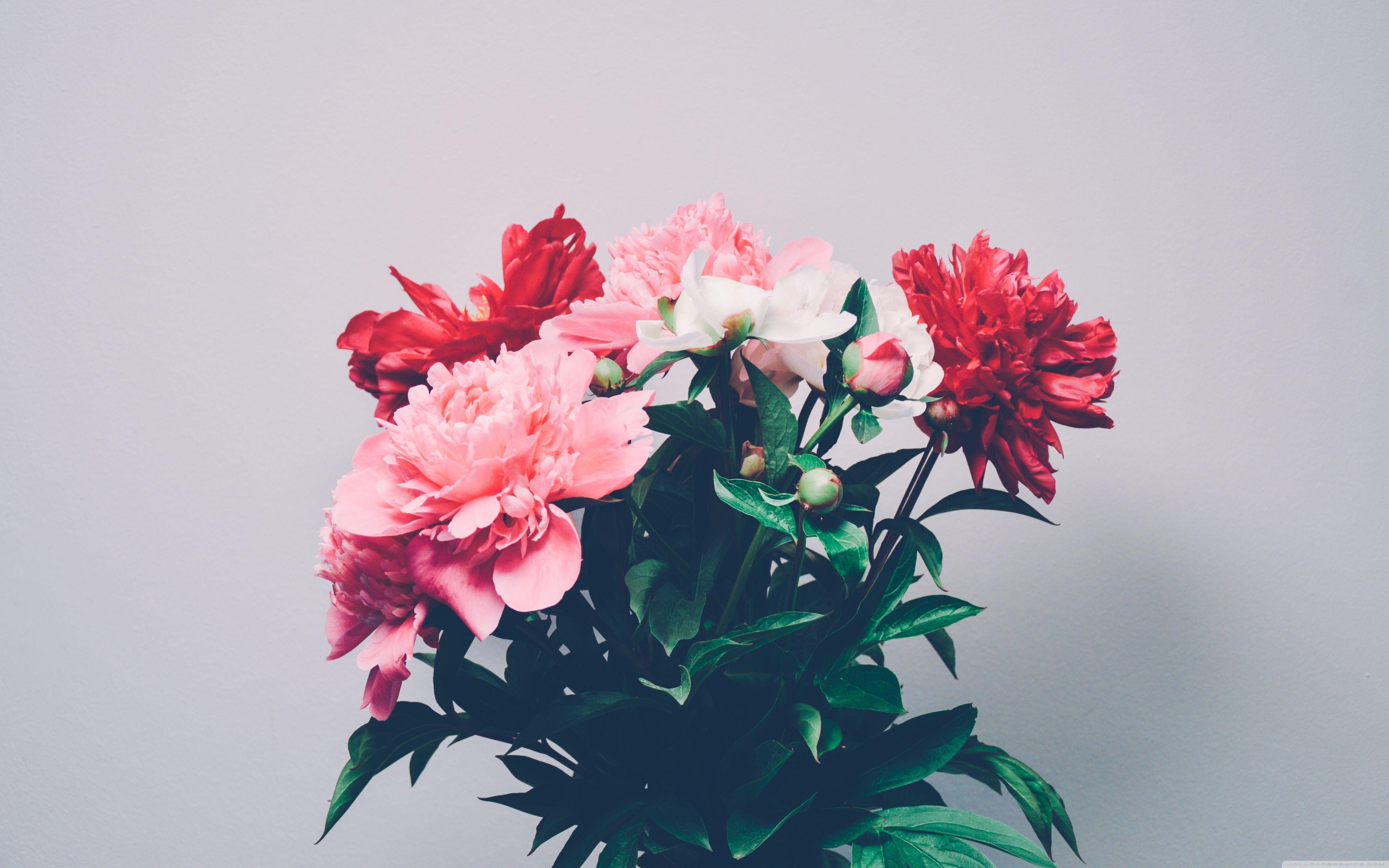 5120x3200 Peonies Bouquet Ultra HD Desktop Background Wallpaper for 4K UHD