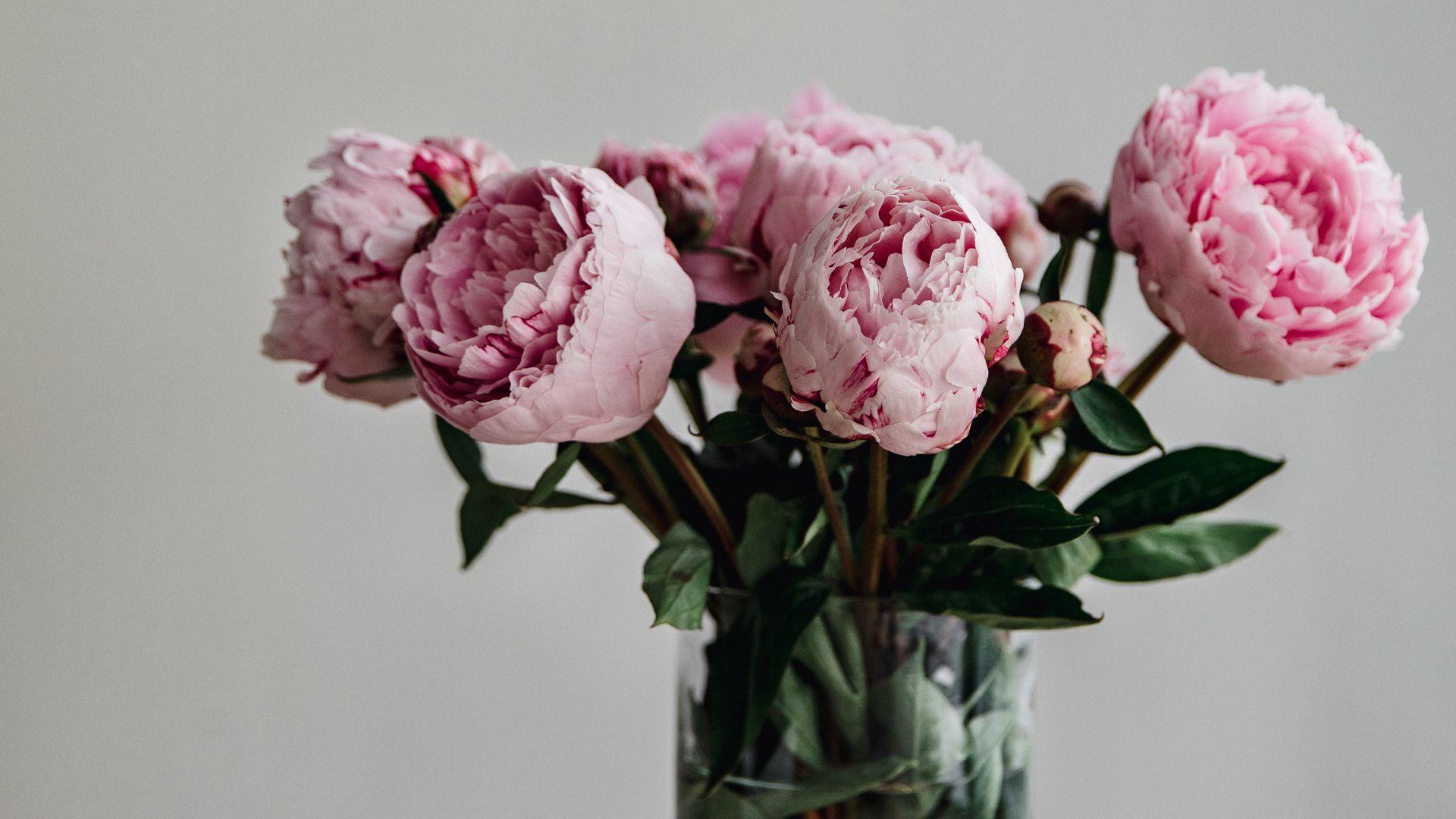 1920x1080 Download wallpaper 1920x1080 peonies, flowers, bouquet, pink, vase full hd, hdtv, fhd, 1080p HD background