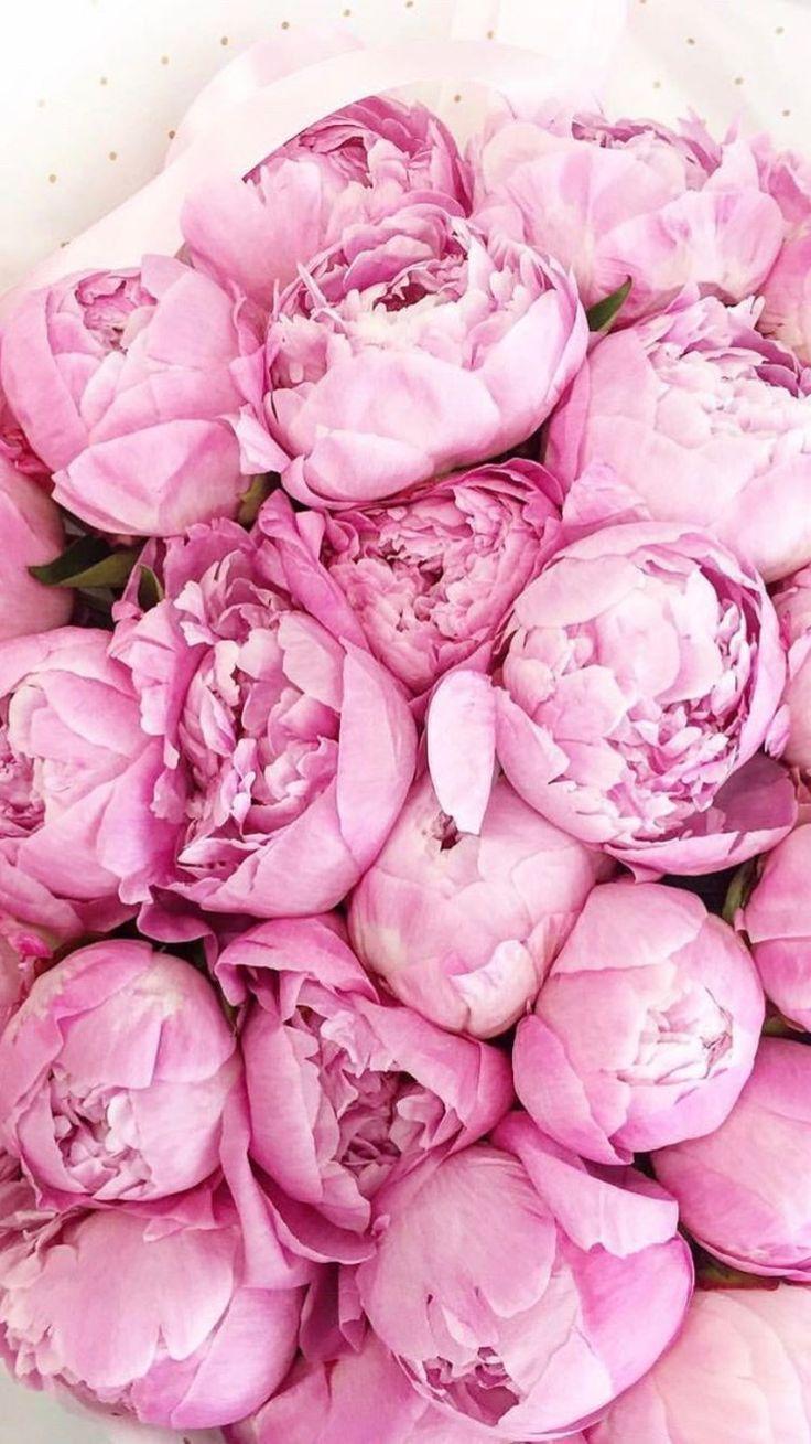 736x1309 Most recent Image pink Peonies Thoughts The peony is outrageously