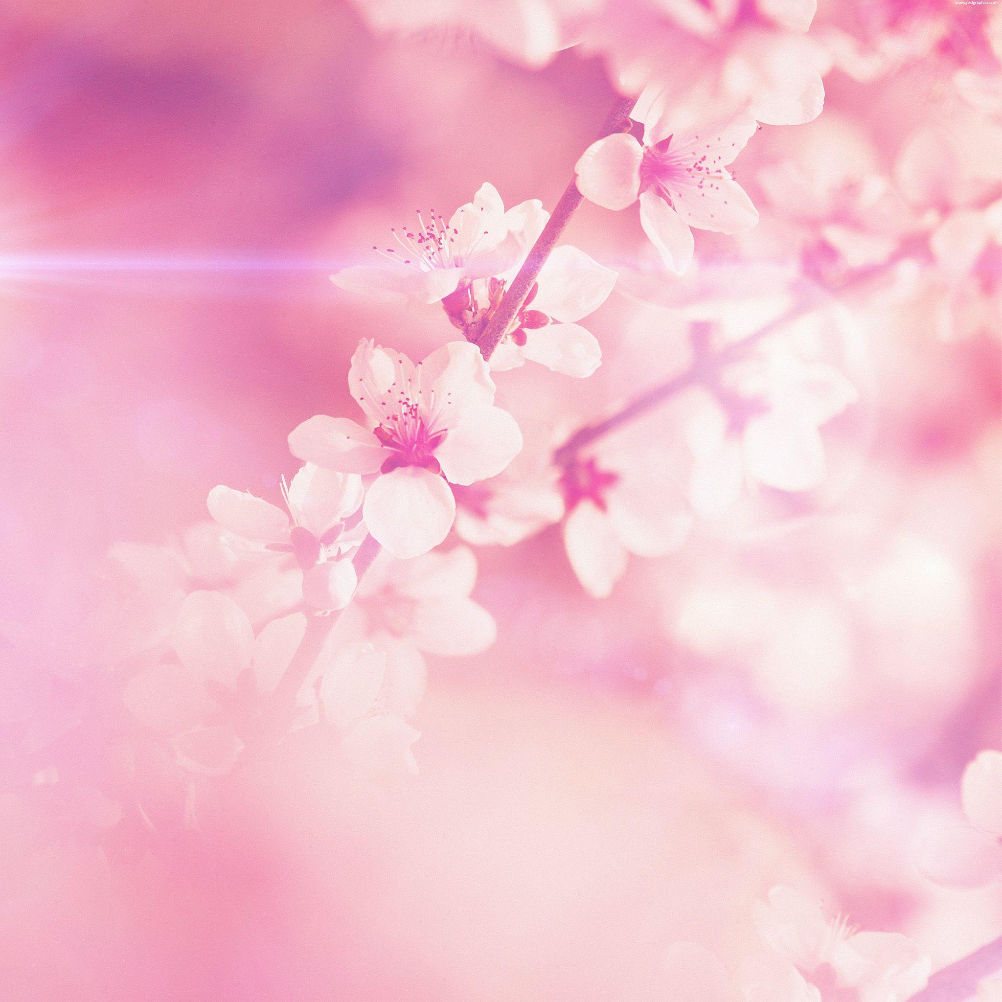 2048x2048 Spring Pink Cherry Blossom Flare Nature iPad Air Wallpaper Free