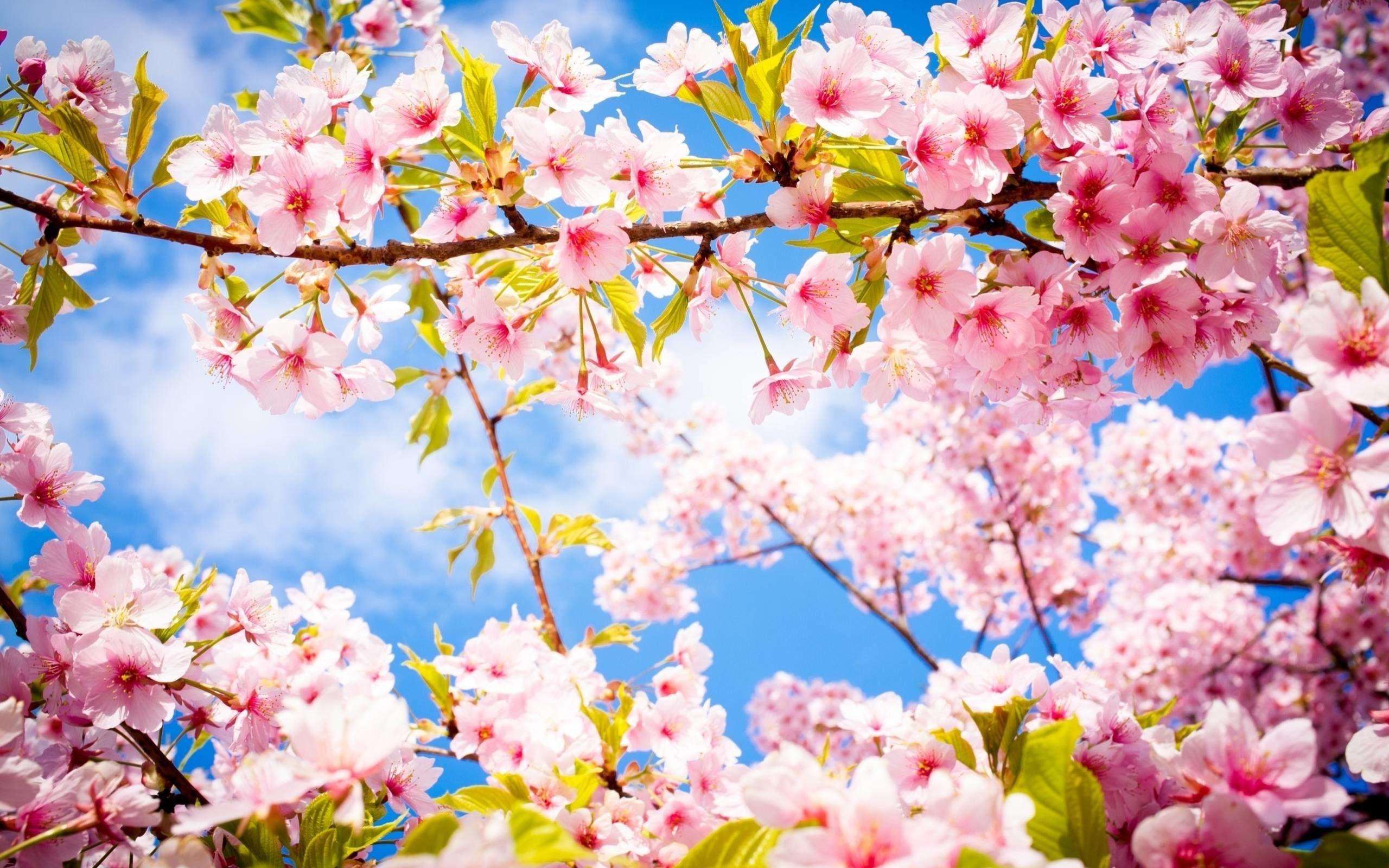 2560x1600 Beautiful Spring Wallpaper