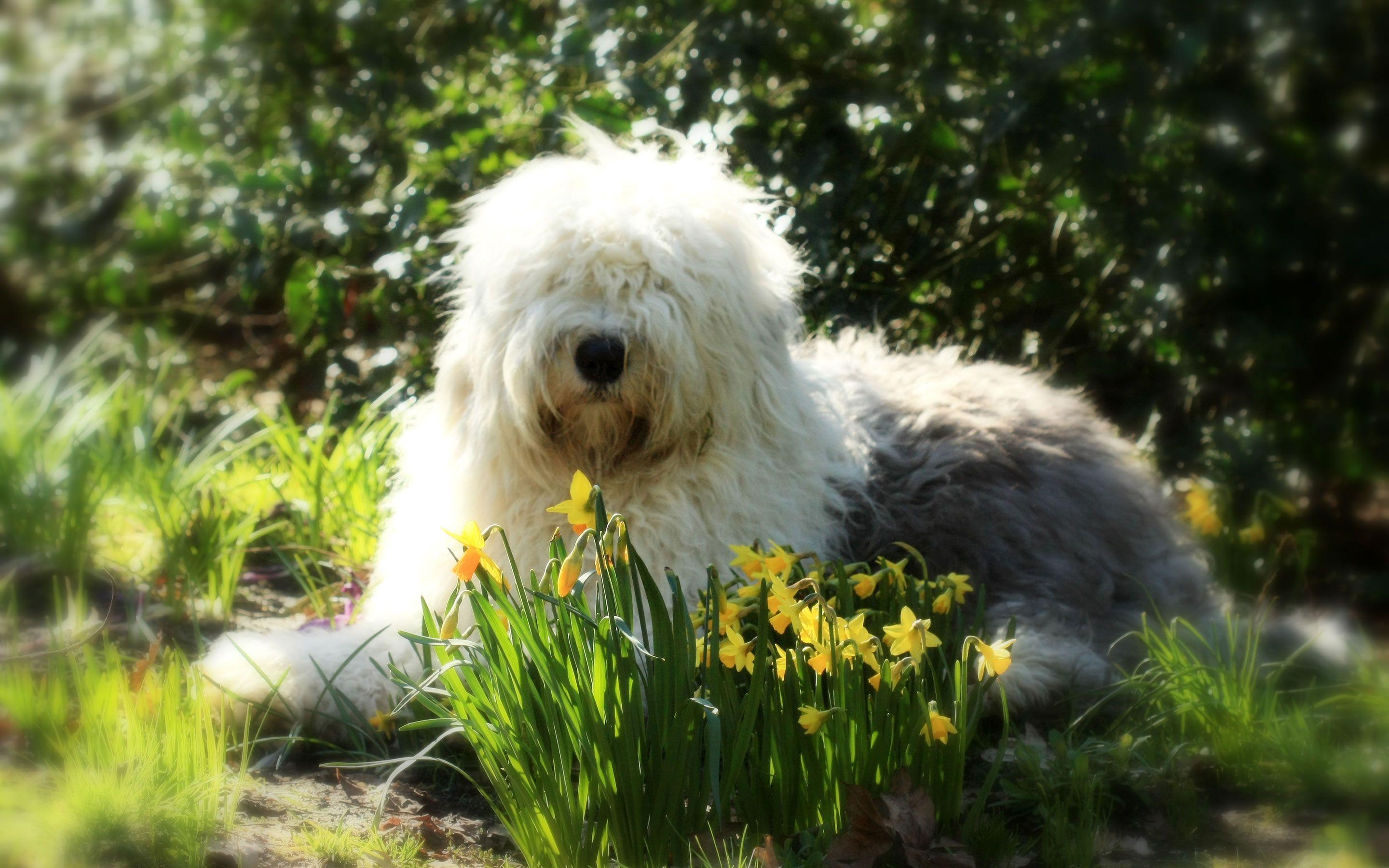 2880x1800 Old English Sheepdog Wallpaper. Gold