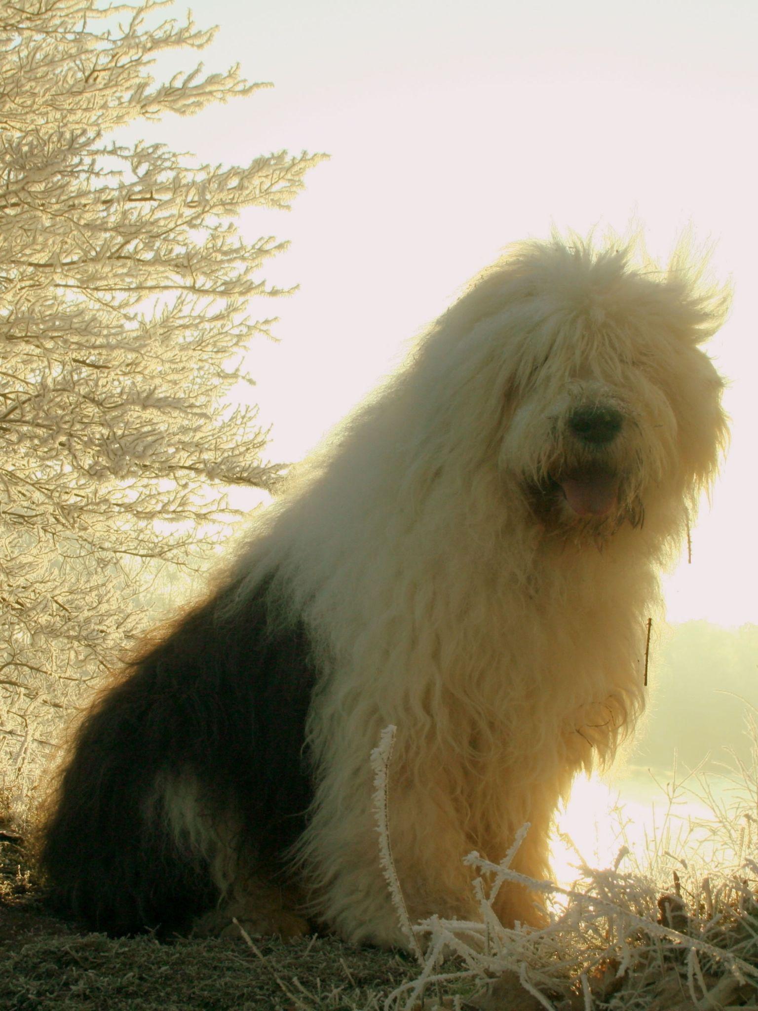1536x2048 Free download Old English Sheepdog Wallpaper Old English Sheepdog