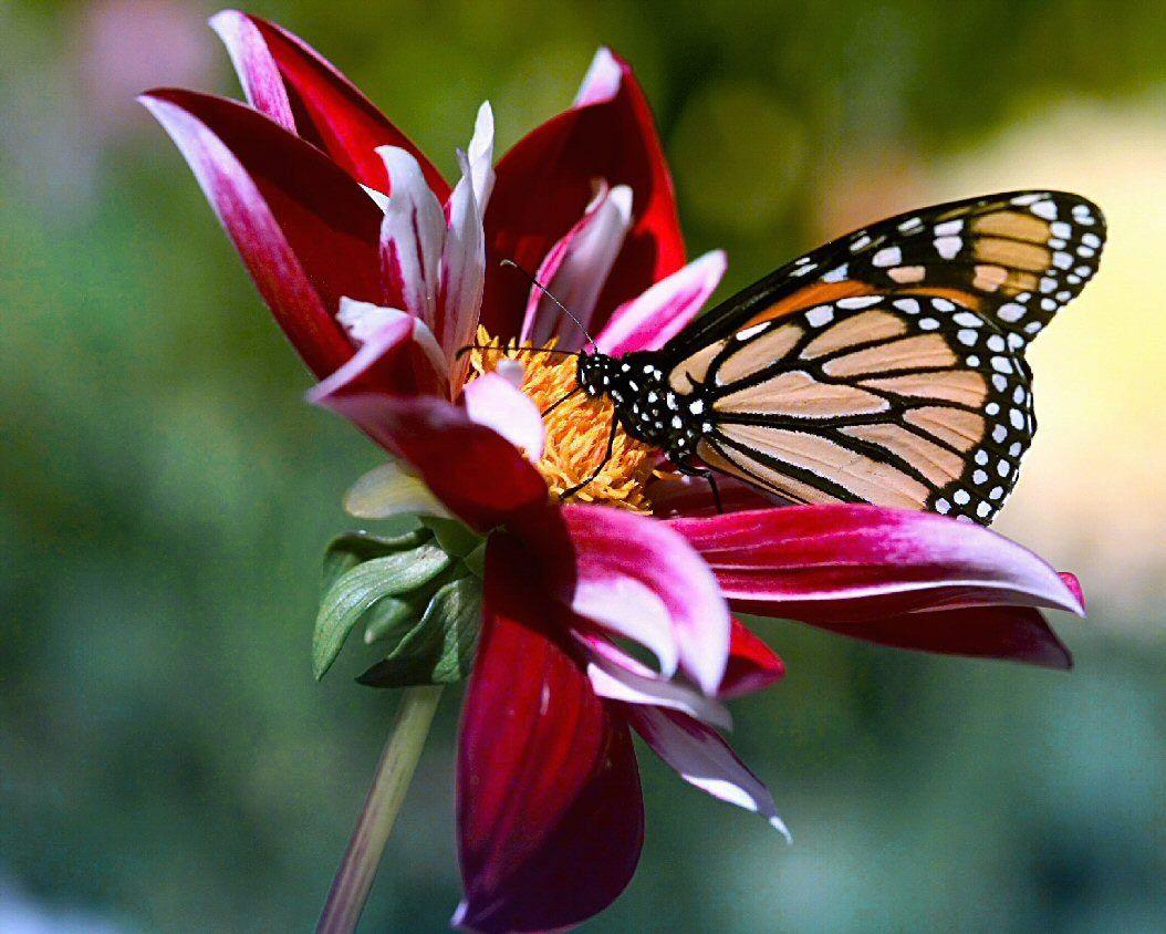 Hình nền hoa và bướm đẹp 1054x844.  Hạt Jefferson