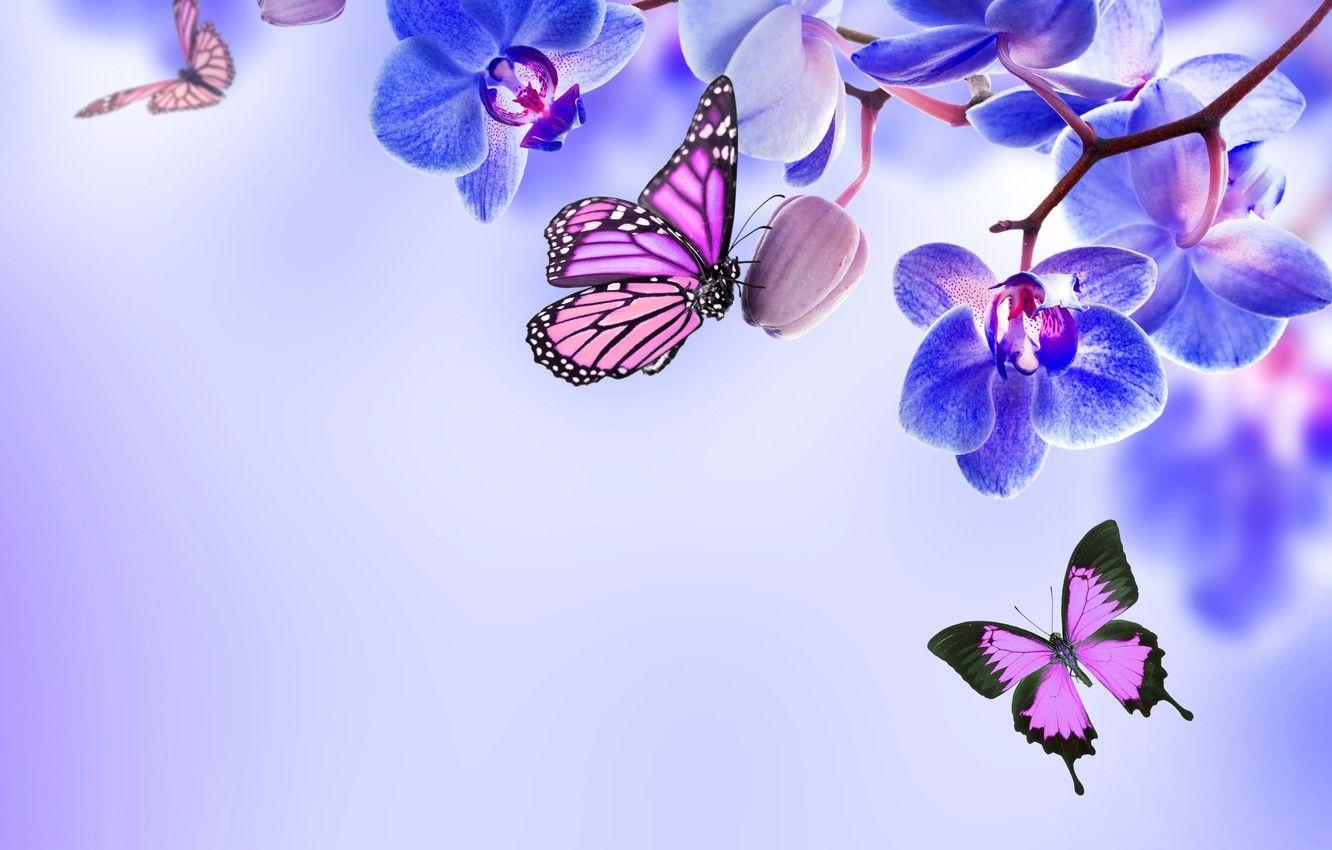 1332x850 Con bướm hình nền, Hoa, Phong lan, màu xanh da trời, Hoa, đẹp