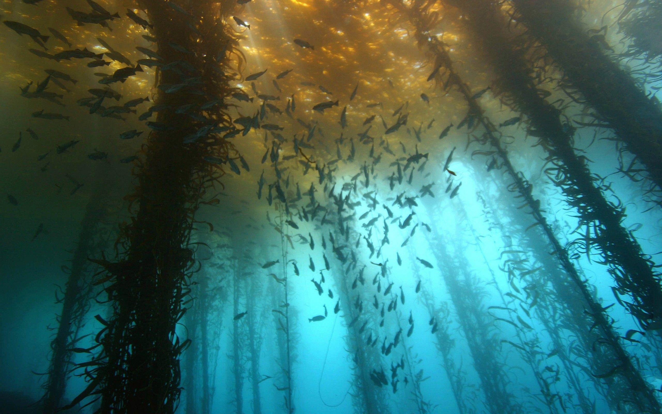 2560x1600 fish underwater 2560x1600 wallpaper High Quality Wallpaper, High