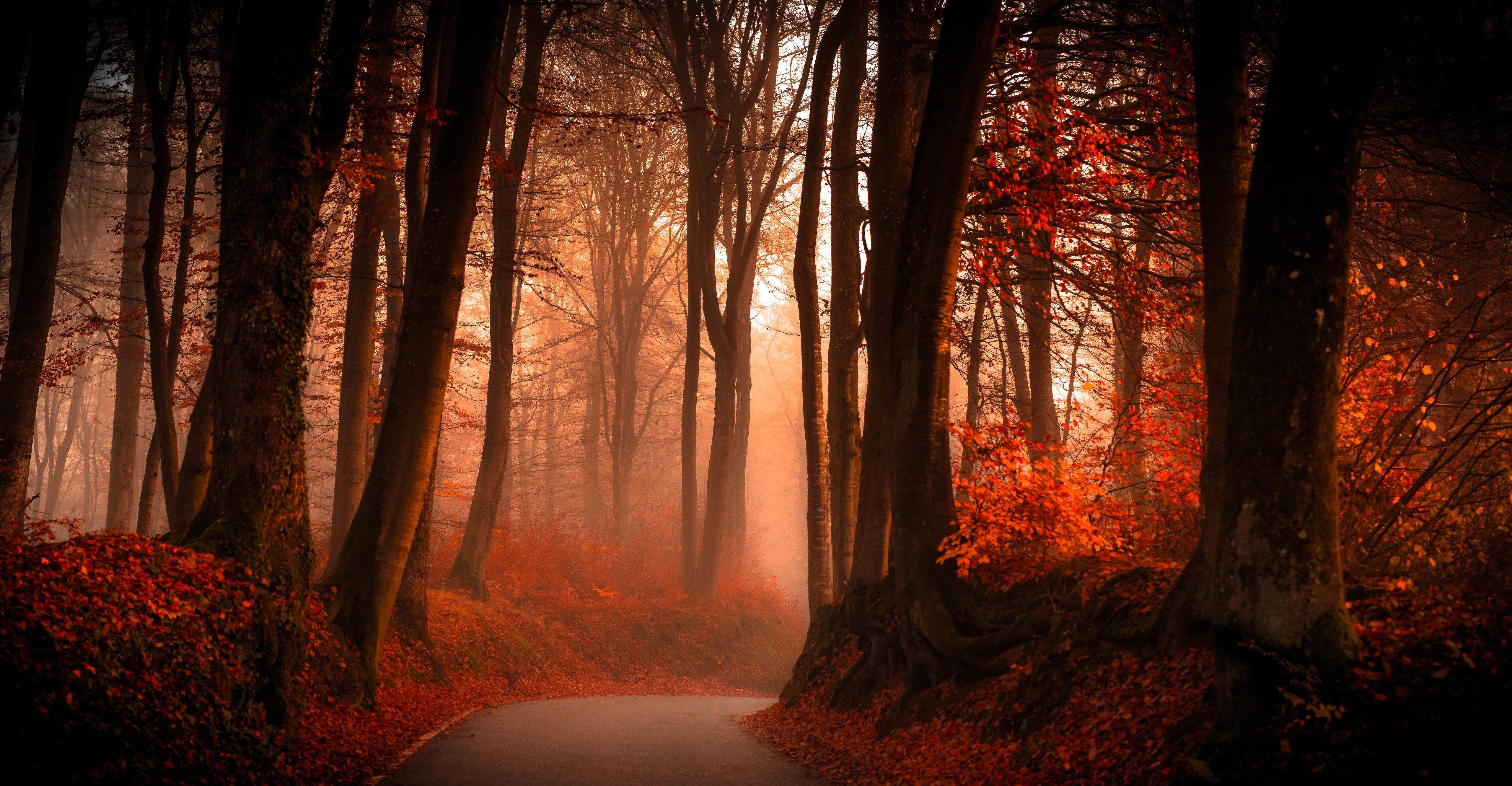 5120x2662 Autumn in the forest HD wallpaper. Weather. Forest
