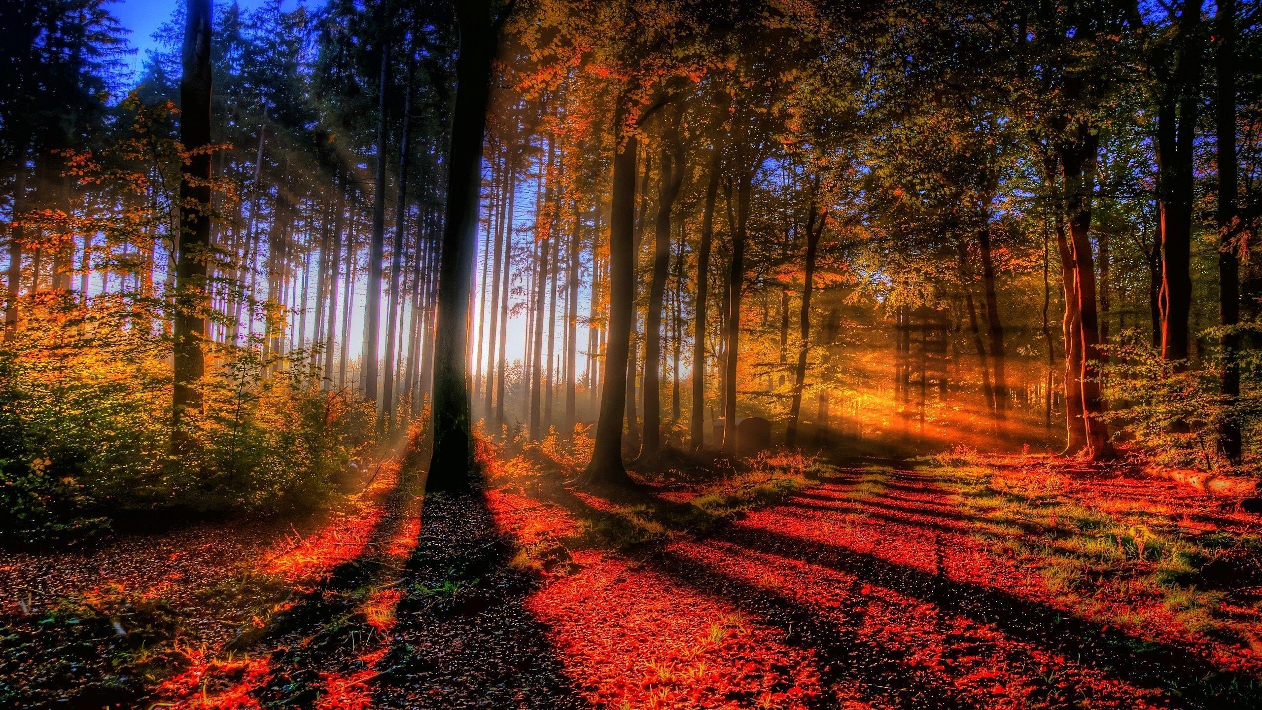 2560x1440 Fall Forest Wallpaper