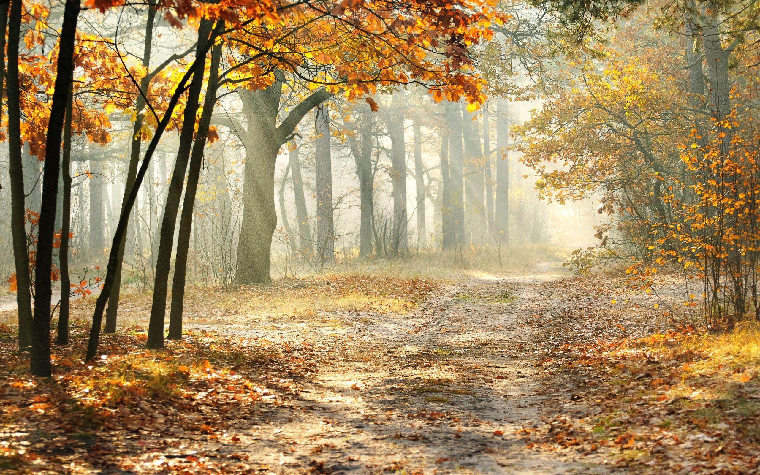 2560x1600 Beautiful Autumn Forest Morning HD Wallpaper. Photo canvas art, Autumn forest, Beautiful nature picture