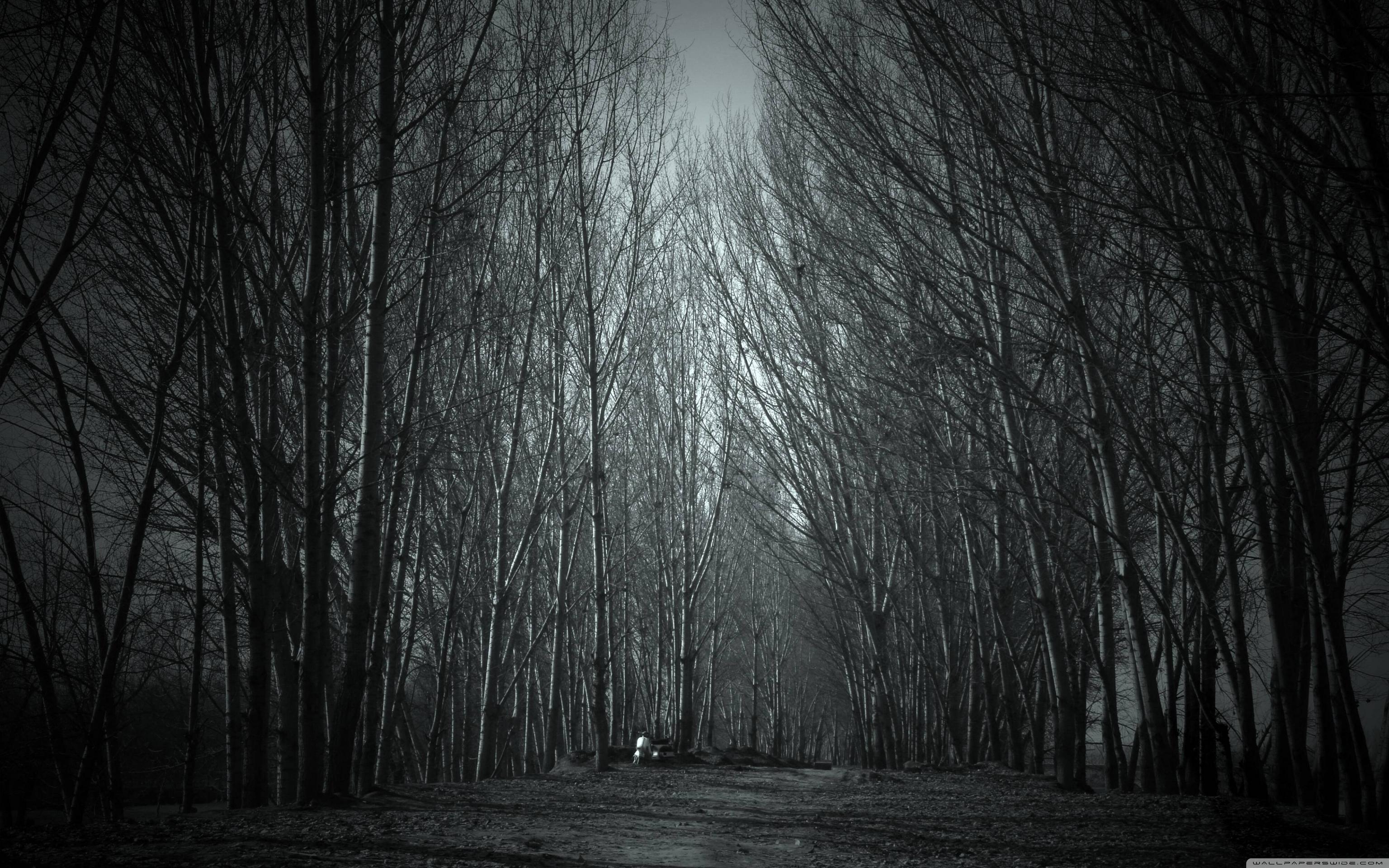 3840x2400 Spooky Forest Wallpaper