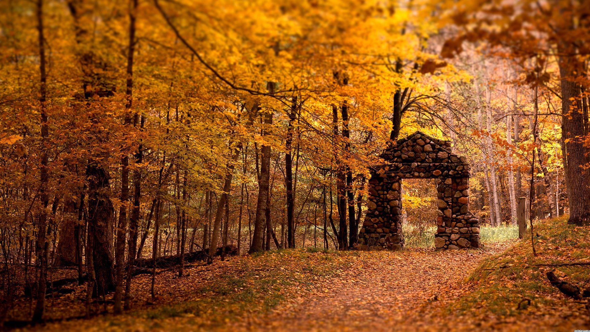 Dark Autumn Forest Wallpapers  Top Free Dark Autumn Forest Backgrounds   WallpaperAccess