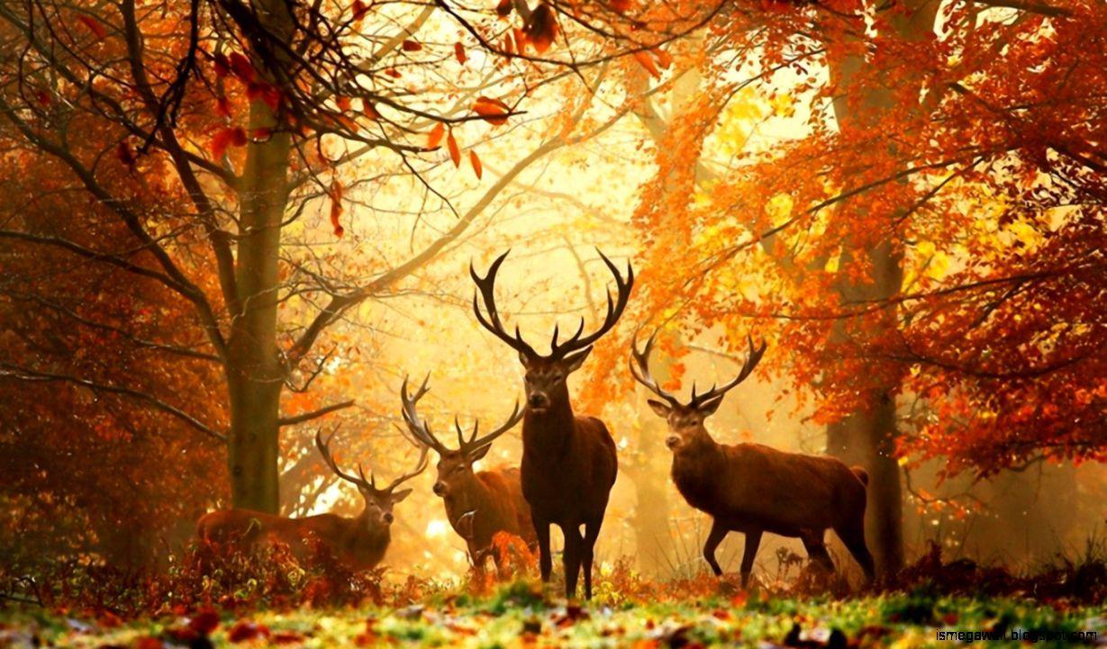 1229x721 Autumn Deers HD Wallpaper
