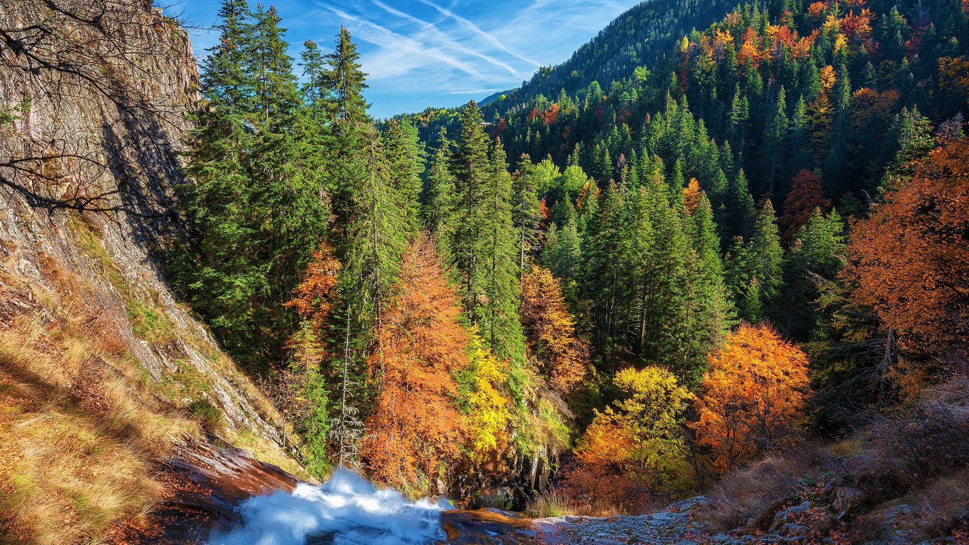 1920x1080 Autumn Forest Chromebook Wallpaper