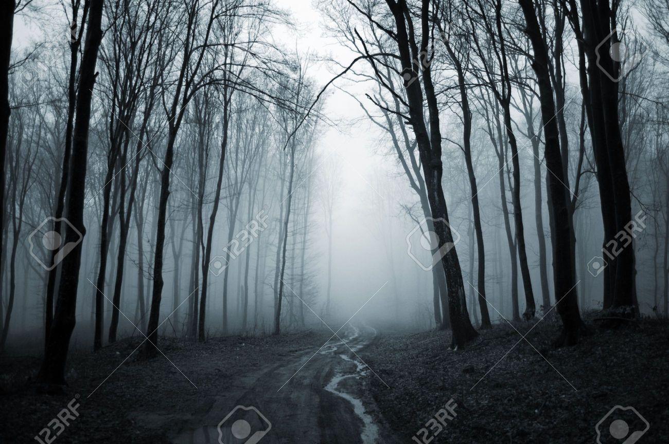 1300x864 Spooky Forest Wallpaper