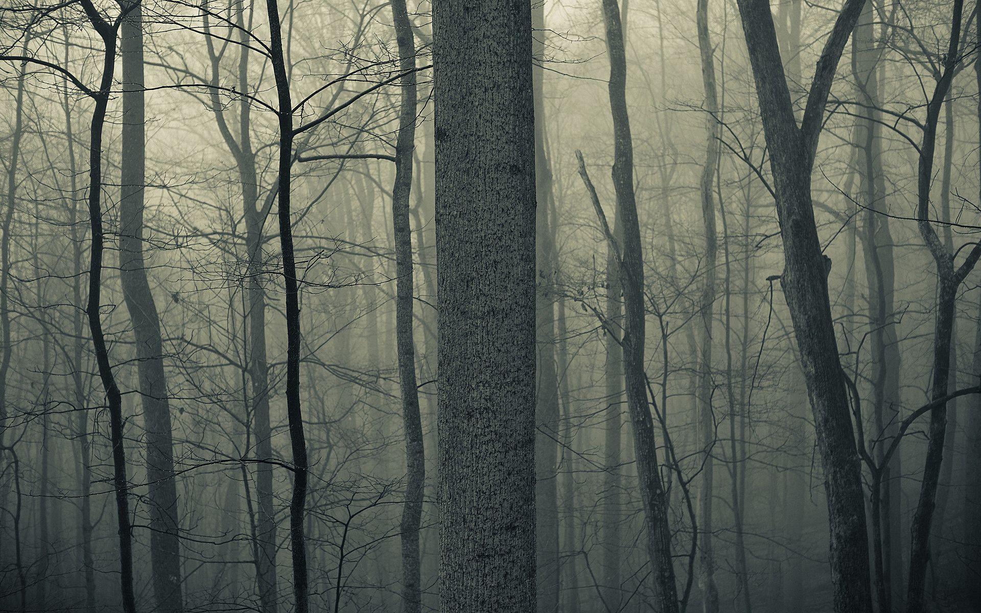 1920x1200 Shadow spooky forest. Watch free HD wallpaper beautiful wildlife