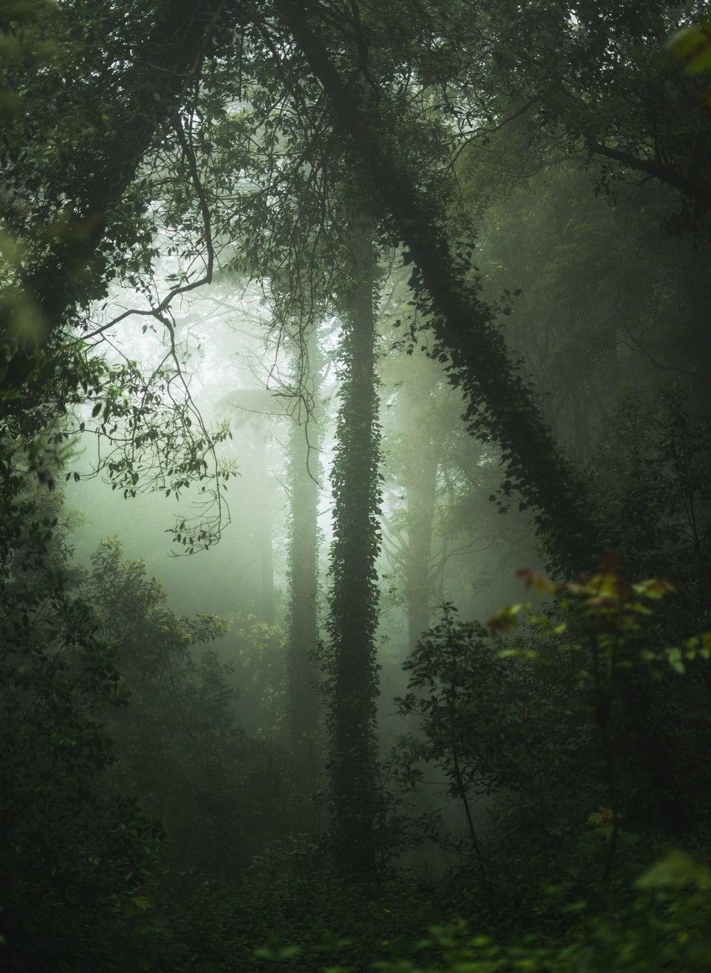1000x1368 Spooky Forest Picture. Download Free Image