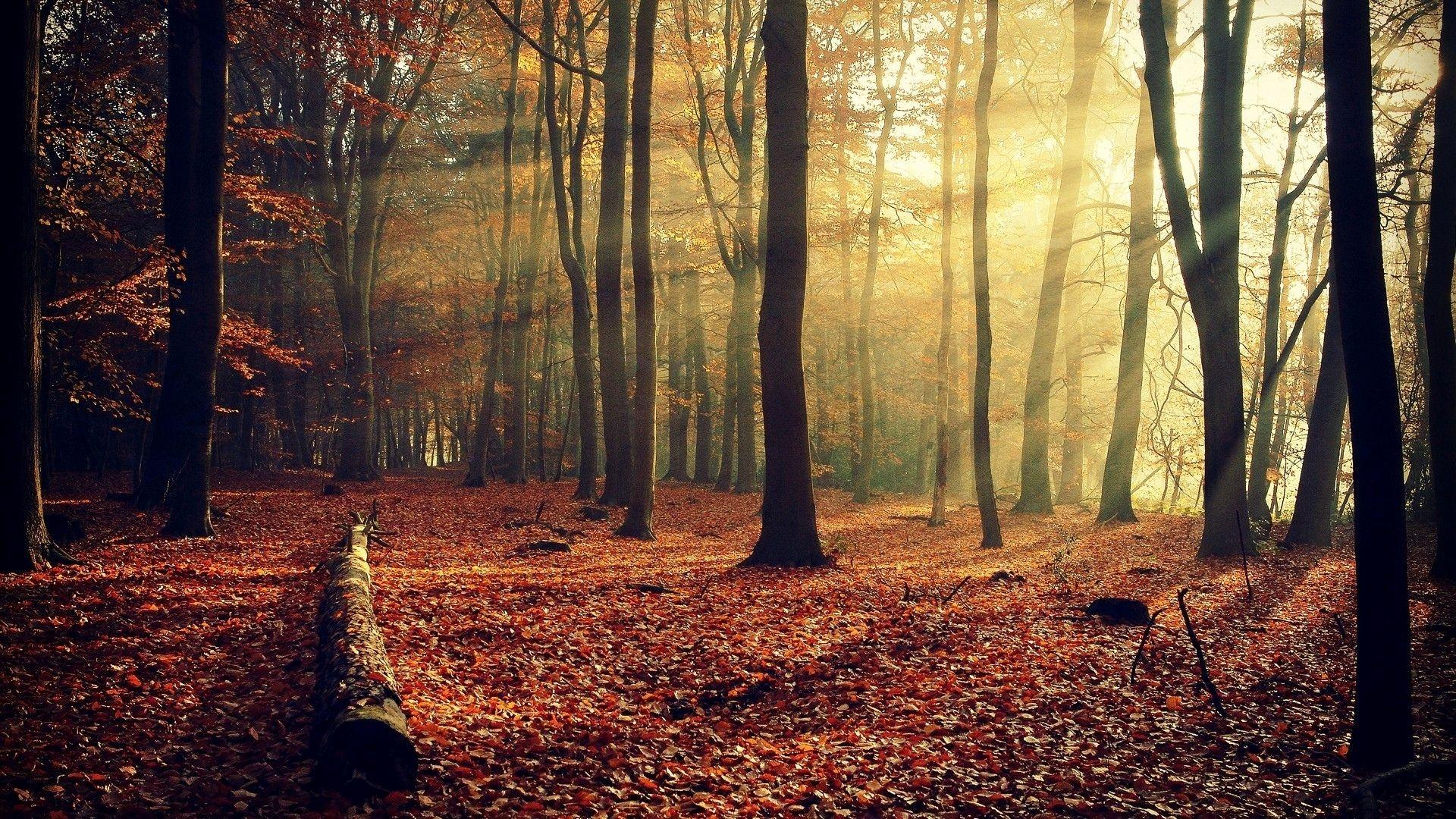 1920x1080 Autumn forest Wallpaper Awesome Autumn forest River Desktop